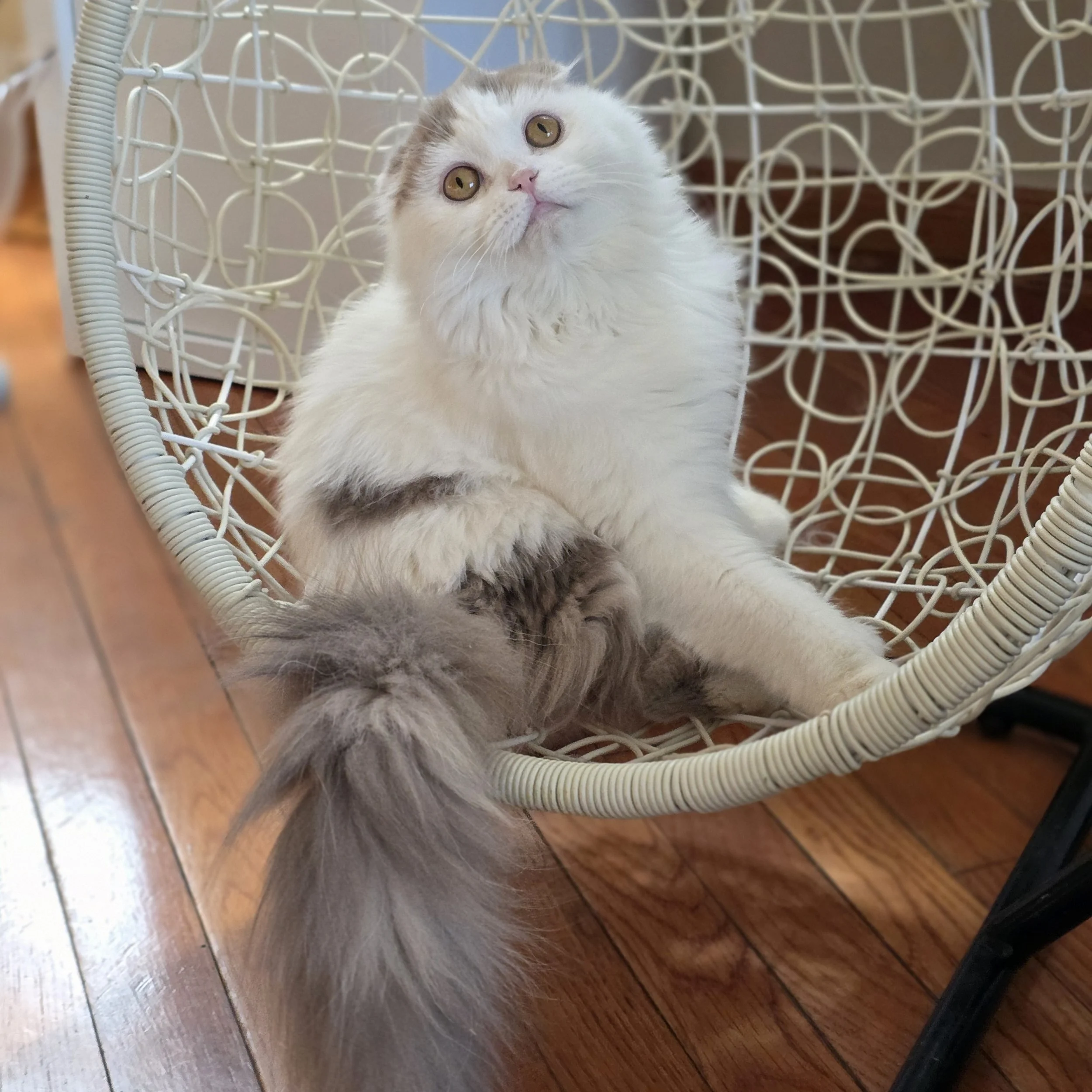 Yasmine, a friendly Scottish Fold Longhair kitten with lilac and white coloring, sitting and watching the camera.