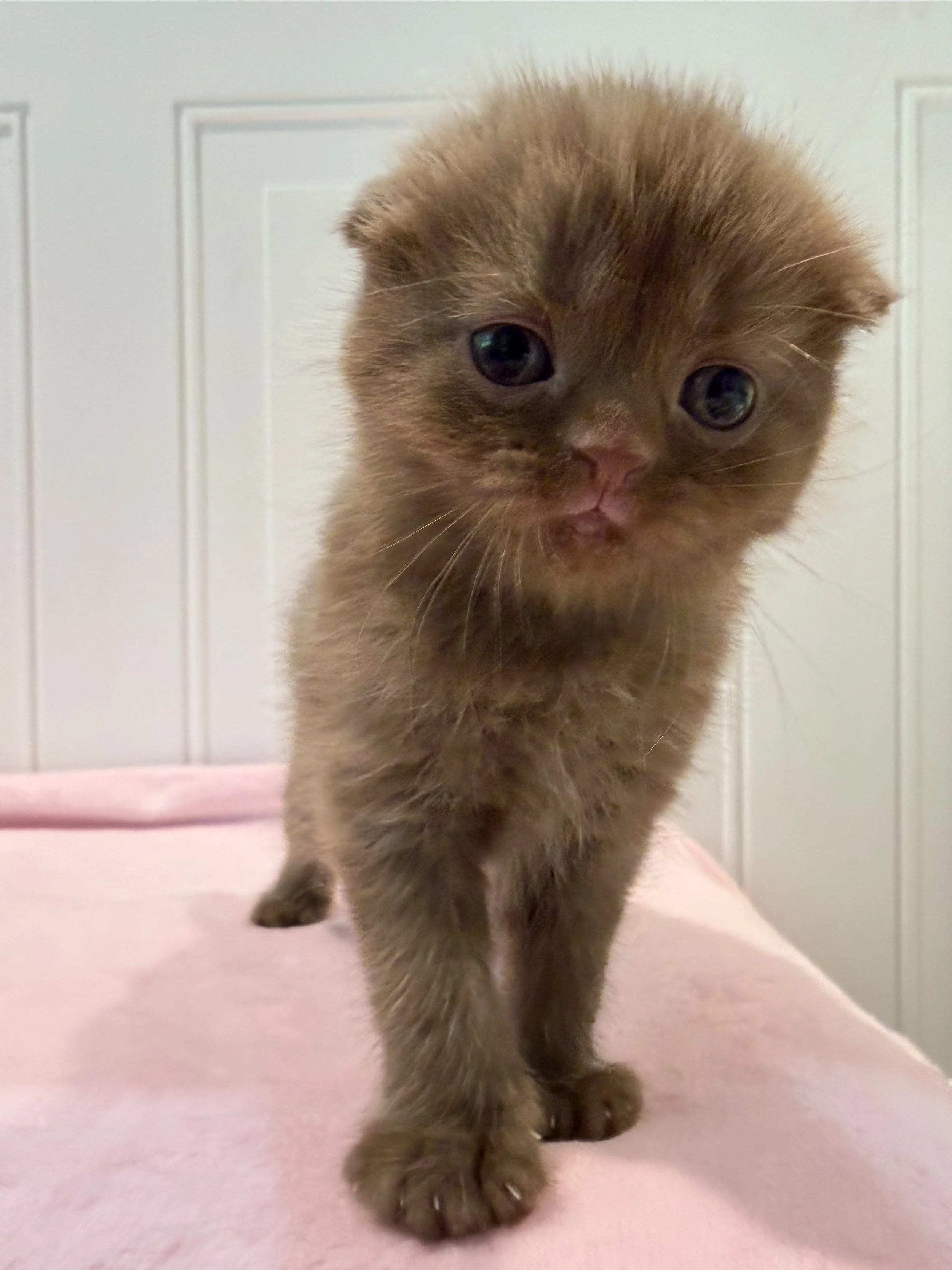 Espresso – Solid Chocolate Scottish Fold Female Kitten
