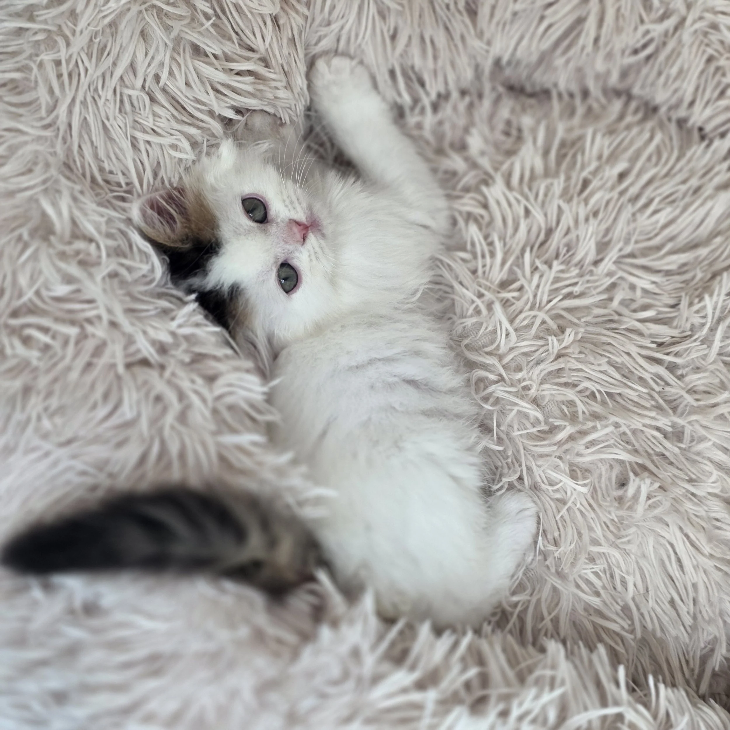 Cotton– Male Scottish Straight Longhair | Available for Reservation