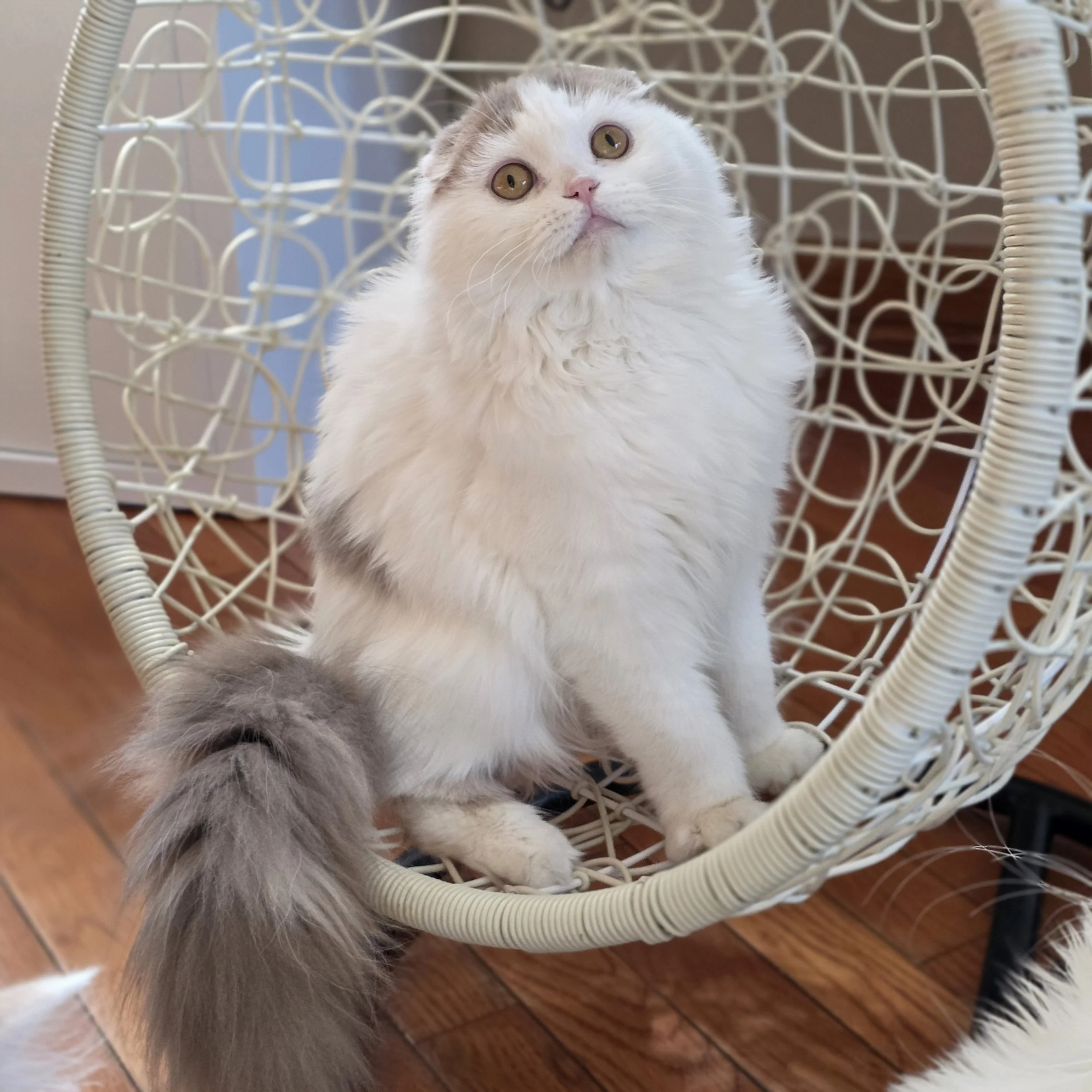 Yasmine – Female, Scottish Fold Longhair (RESERVED)