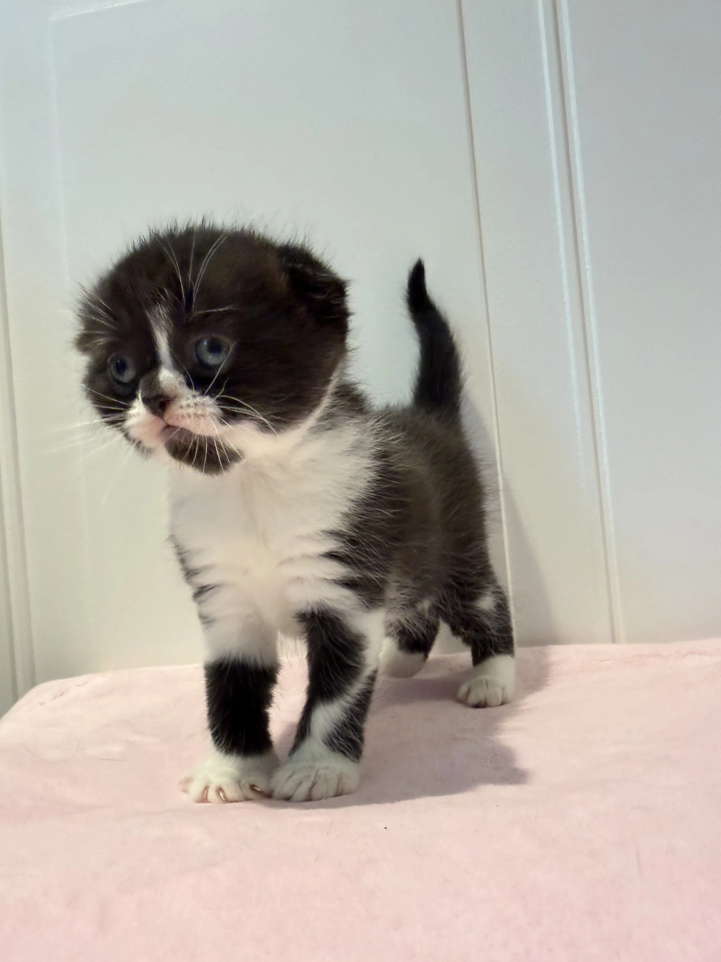 Ebony – Black & White Bicolor Scottish Fold Female Kitten