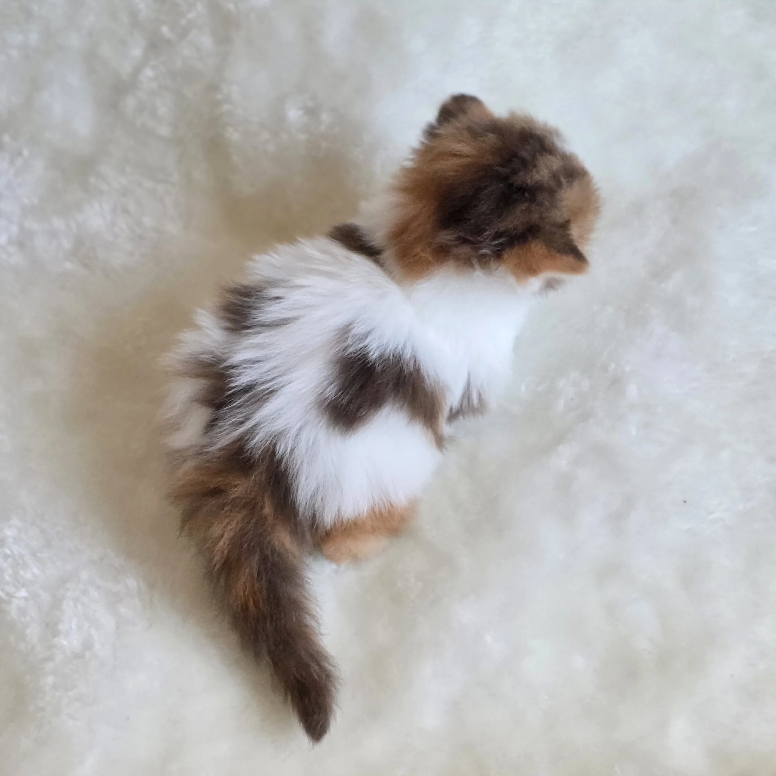 processed_Chocolate red and white Scottish Straight .jpg