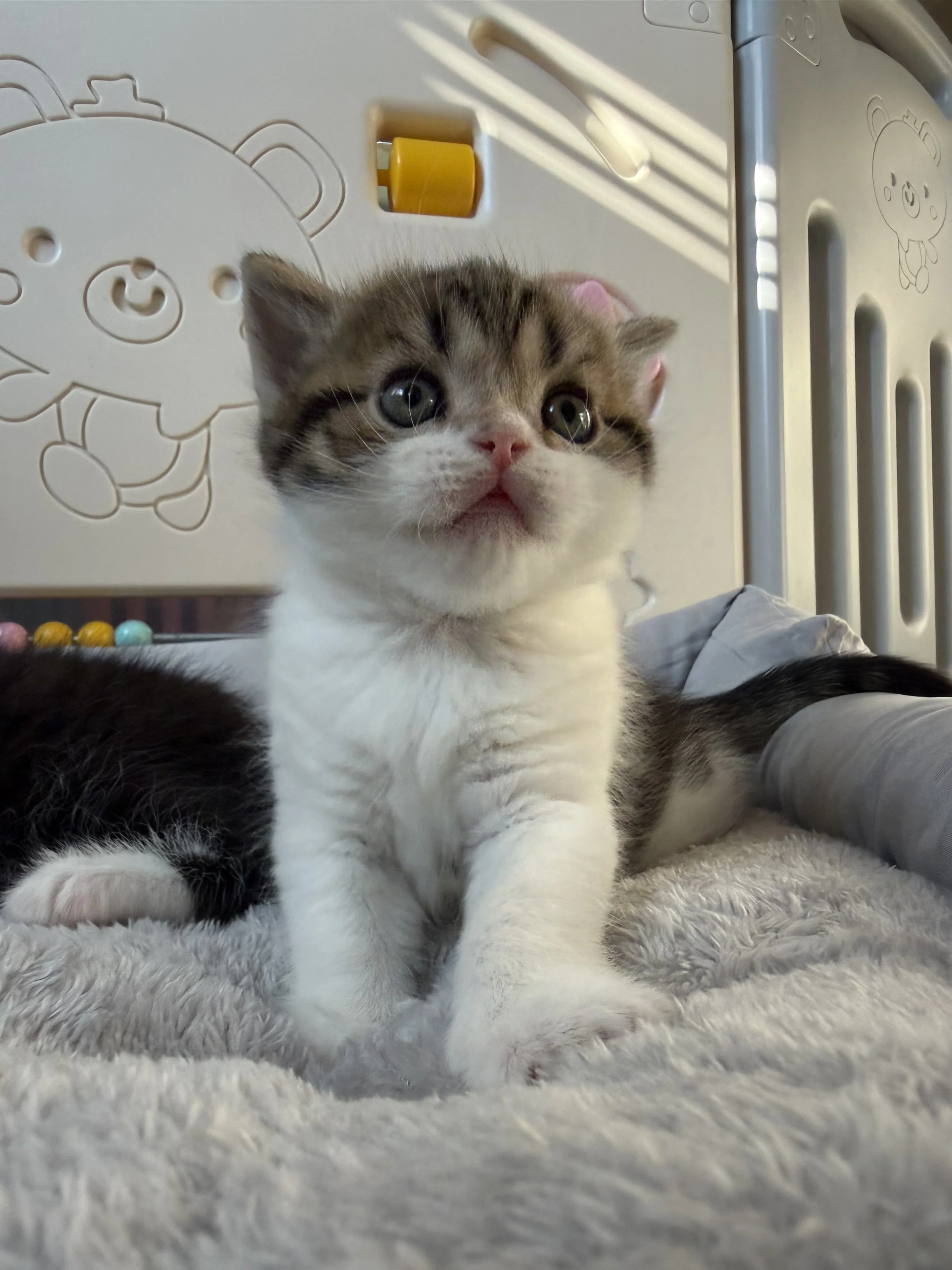 Fenix, a beautiful brown bicolor Scottish Straight male kitten from Mazal and Misha's September 2026 litter at BestOfTheBestKittens.