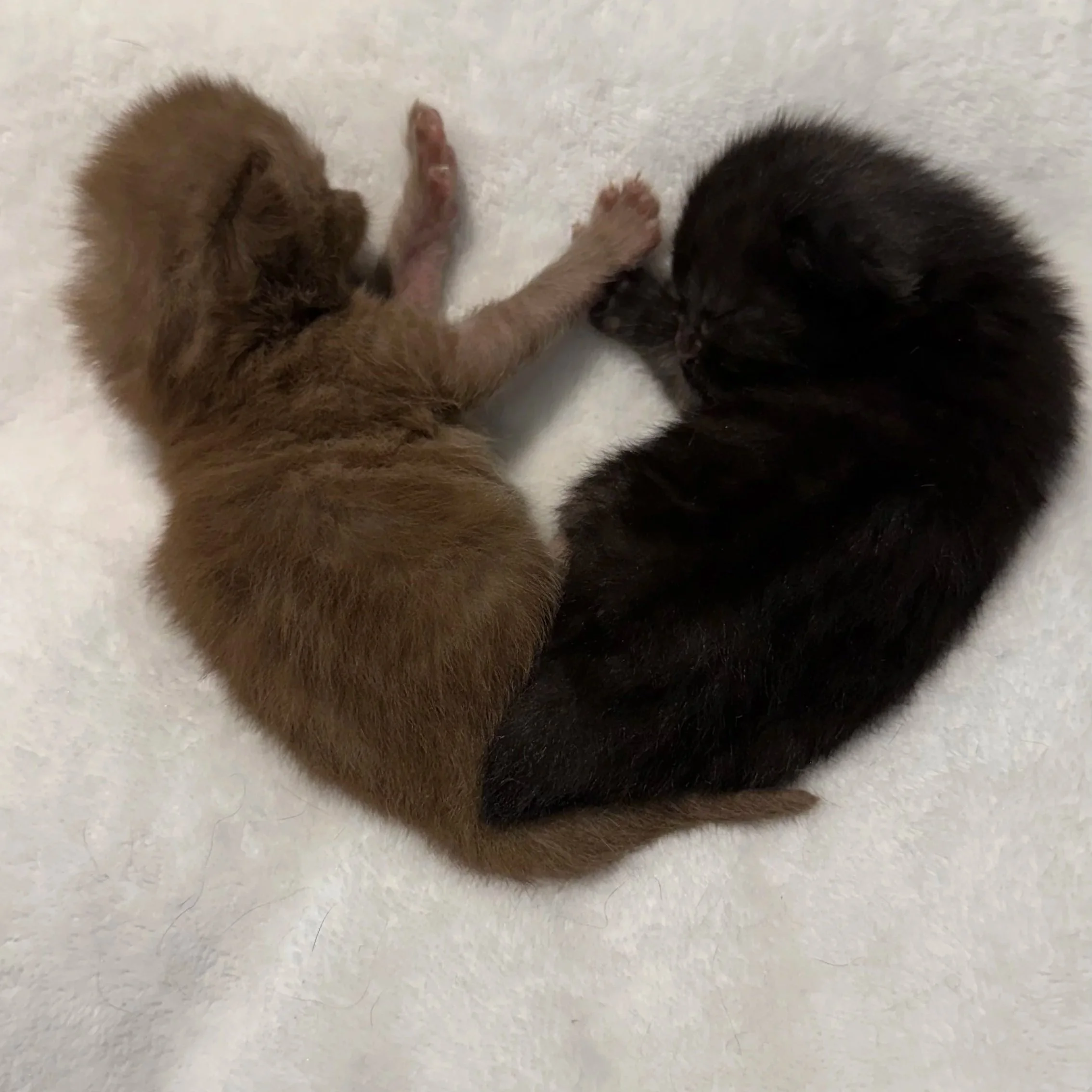 Solid black and chocolate Scottish Fold kittens with plush short coats and folded ears