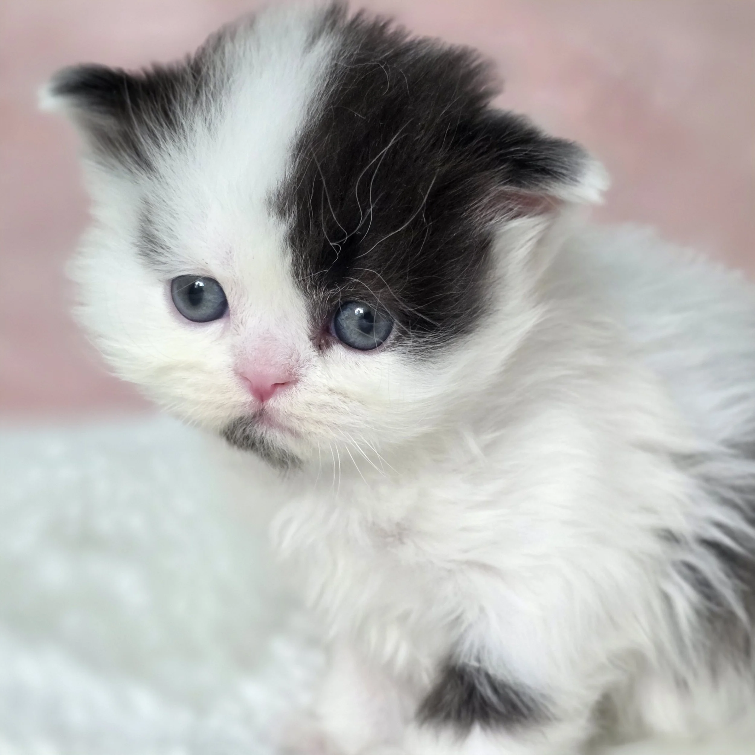 Comet, Black Smoke Harlequin Scottish Straight Longhair male kitten with a distinctive half-black face, fluffy white coat, and sweet expression.