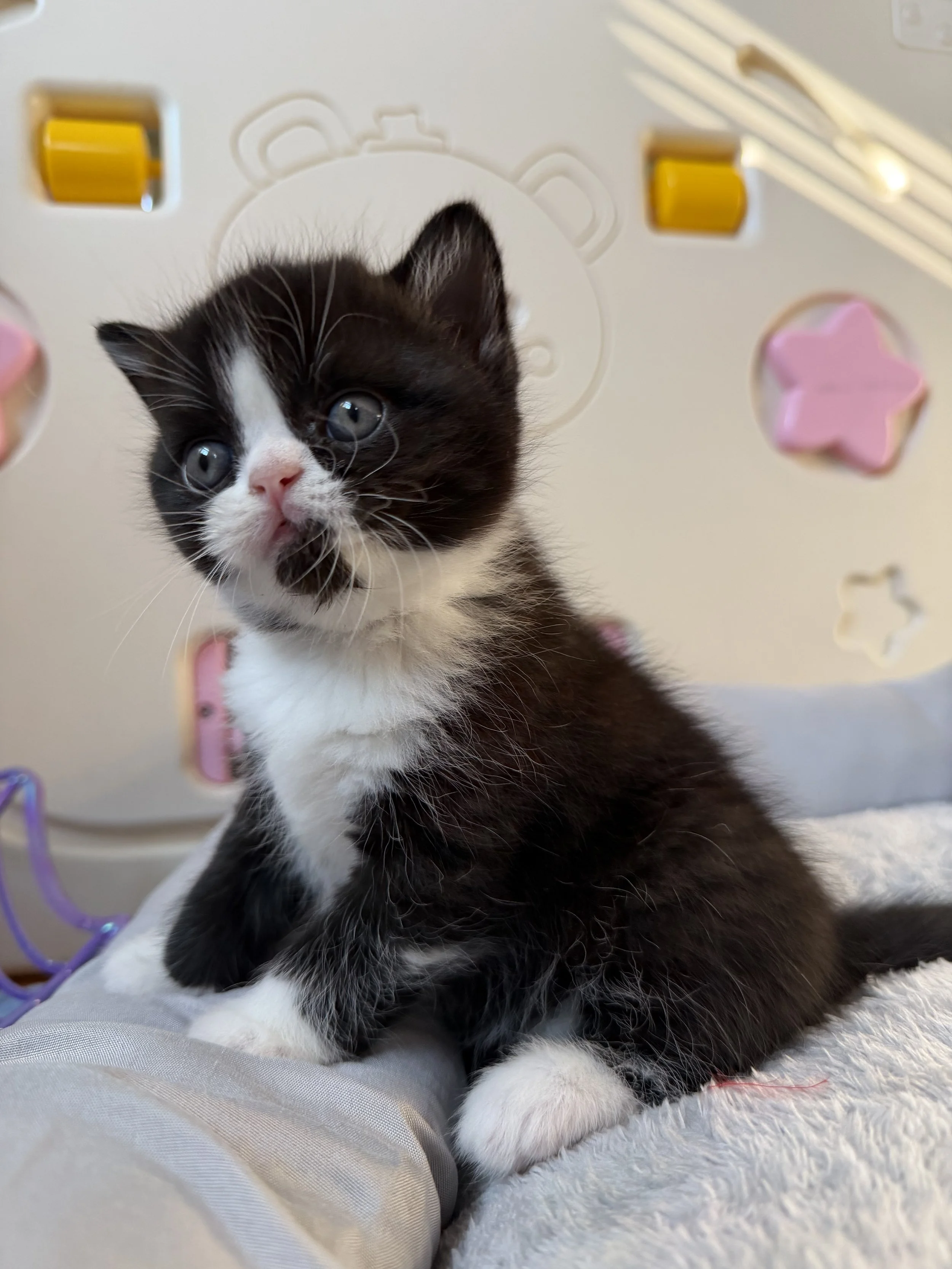 Felix – Black & White Bicolor Scottish Straight Male Kitten
