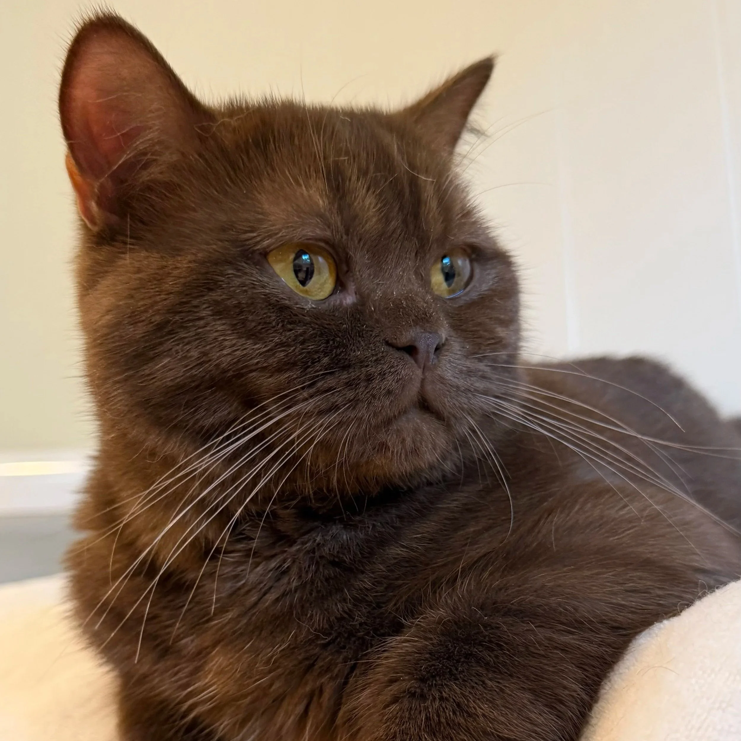 British Shorthair and Scottish cat showing differences in size and build
