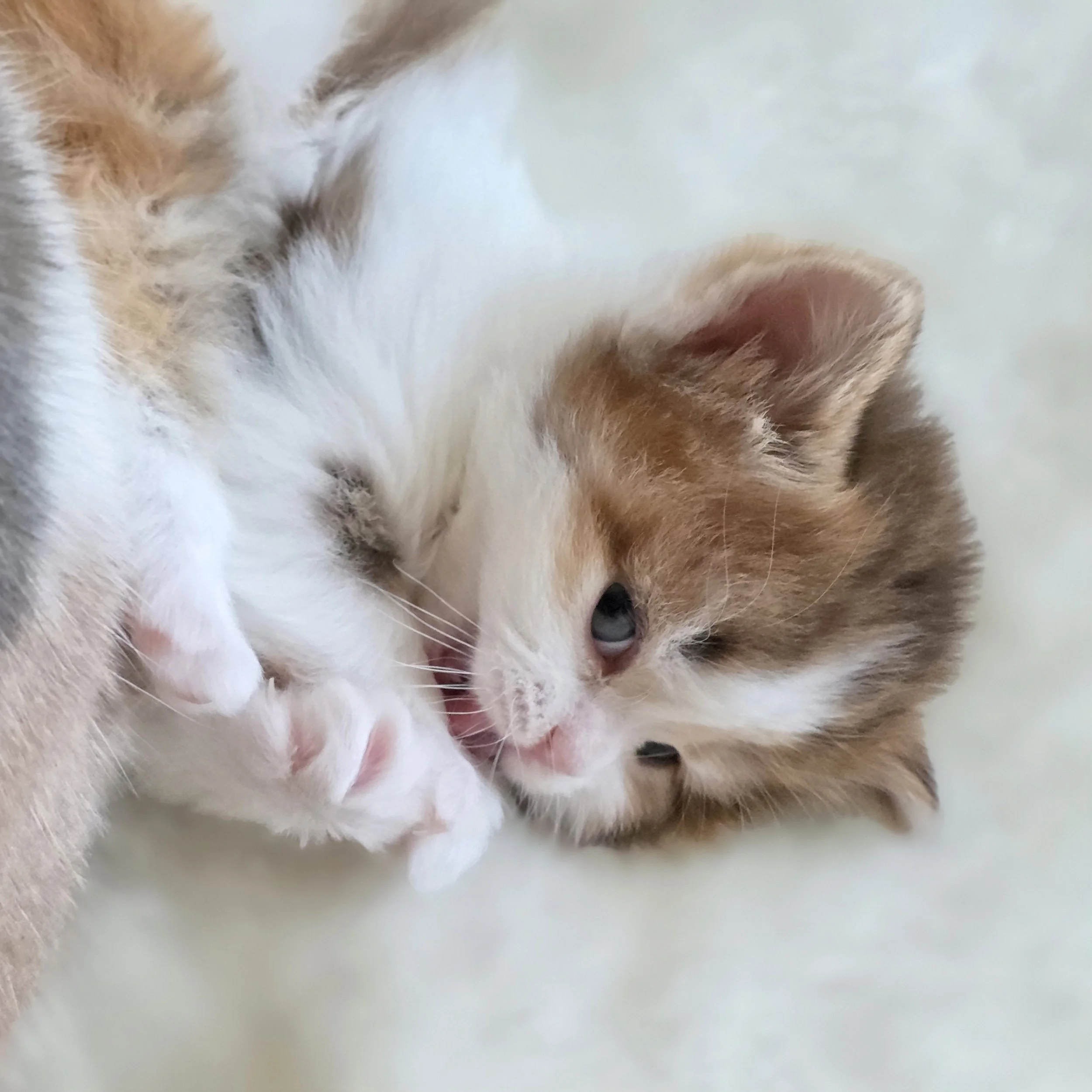 processed_Scottish straight longhair .jpg