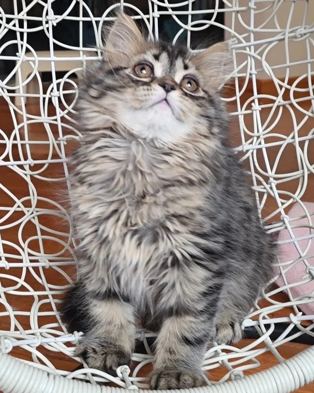 Affectionate Scottish Straight Longhair male kitten with brown tabby stripes, sitting and watching the camera.