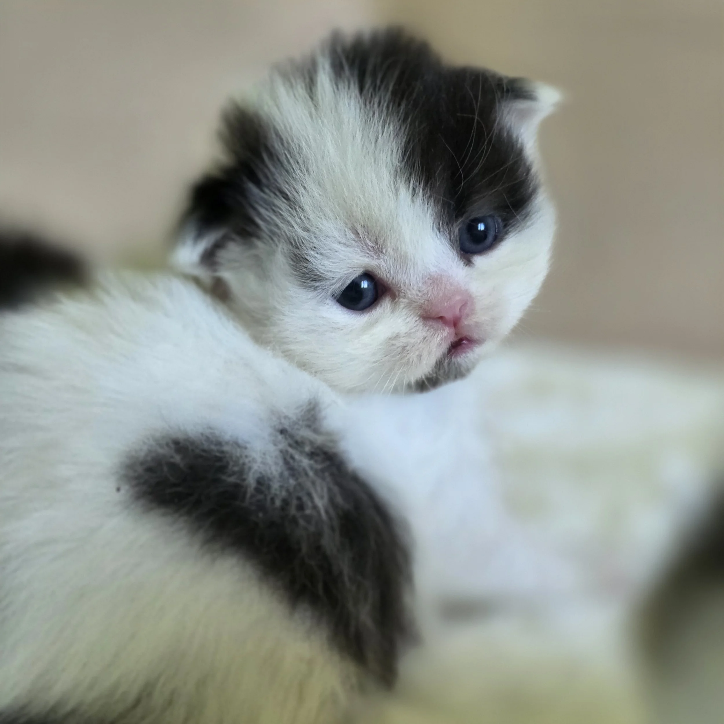 Profile view of Comet, Scottish Straight Longhair male kitten, highlighting his distinctive facial markings, rounded muzzle, and gentle expression.