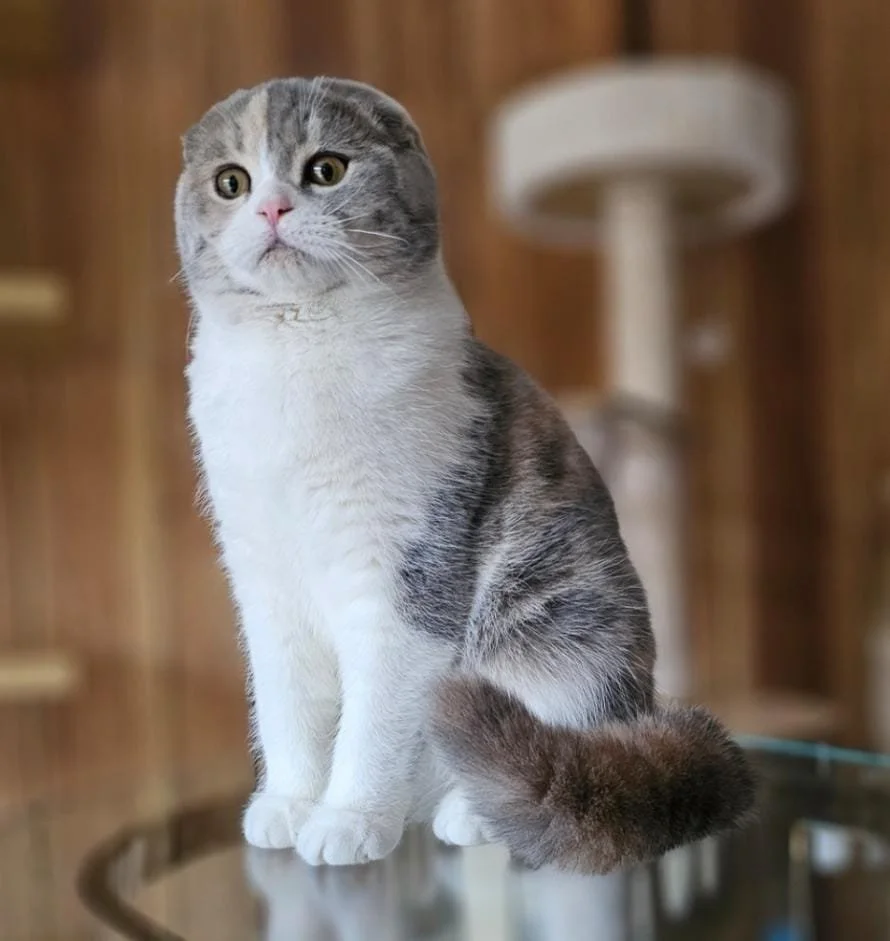 Blue-cream bicolor Scottish Fold shorthair female kitten with folded ears and white markings