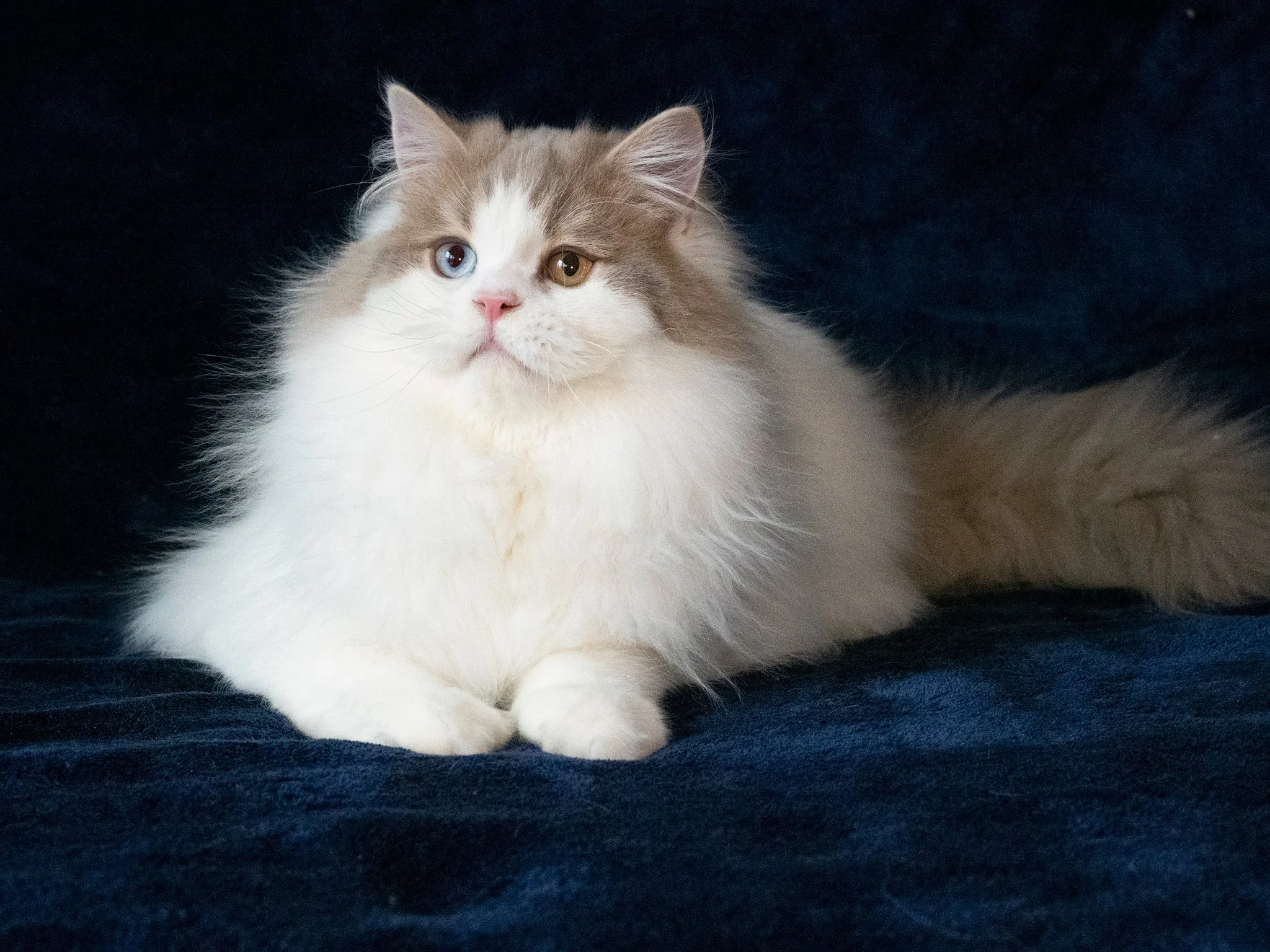 Long-haired Scottish Straight lilac bicolor male with odd eyes sitting on a soft blue blanket.