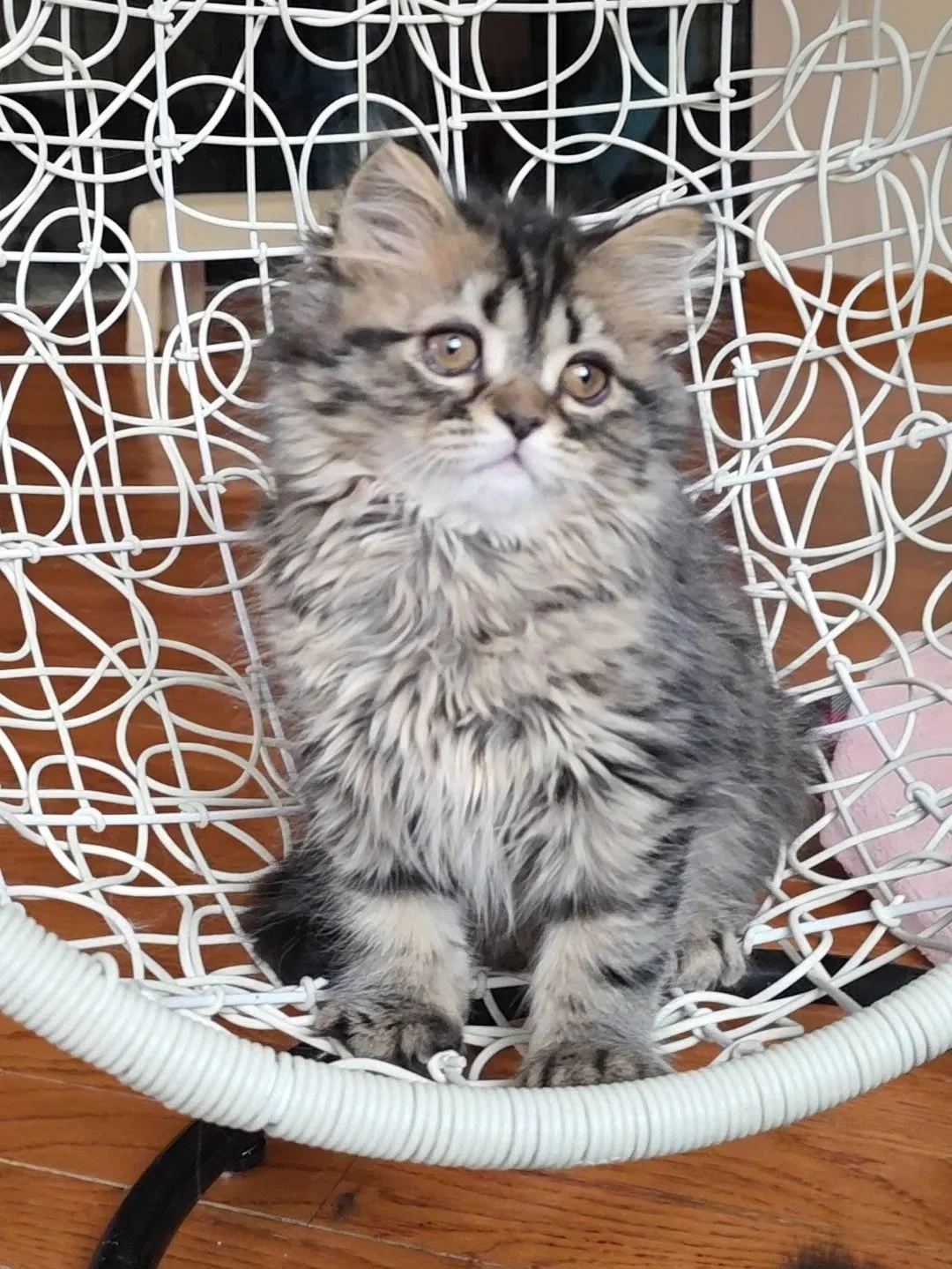 Aston - Male Scottish Straight Long Hair RESERVED