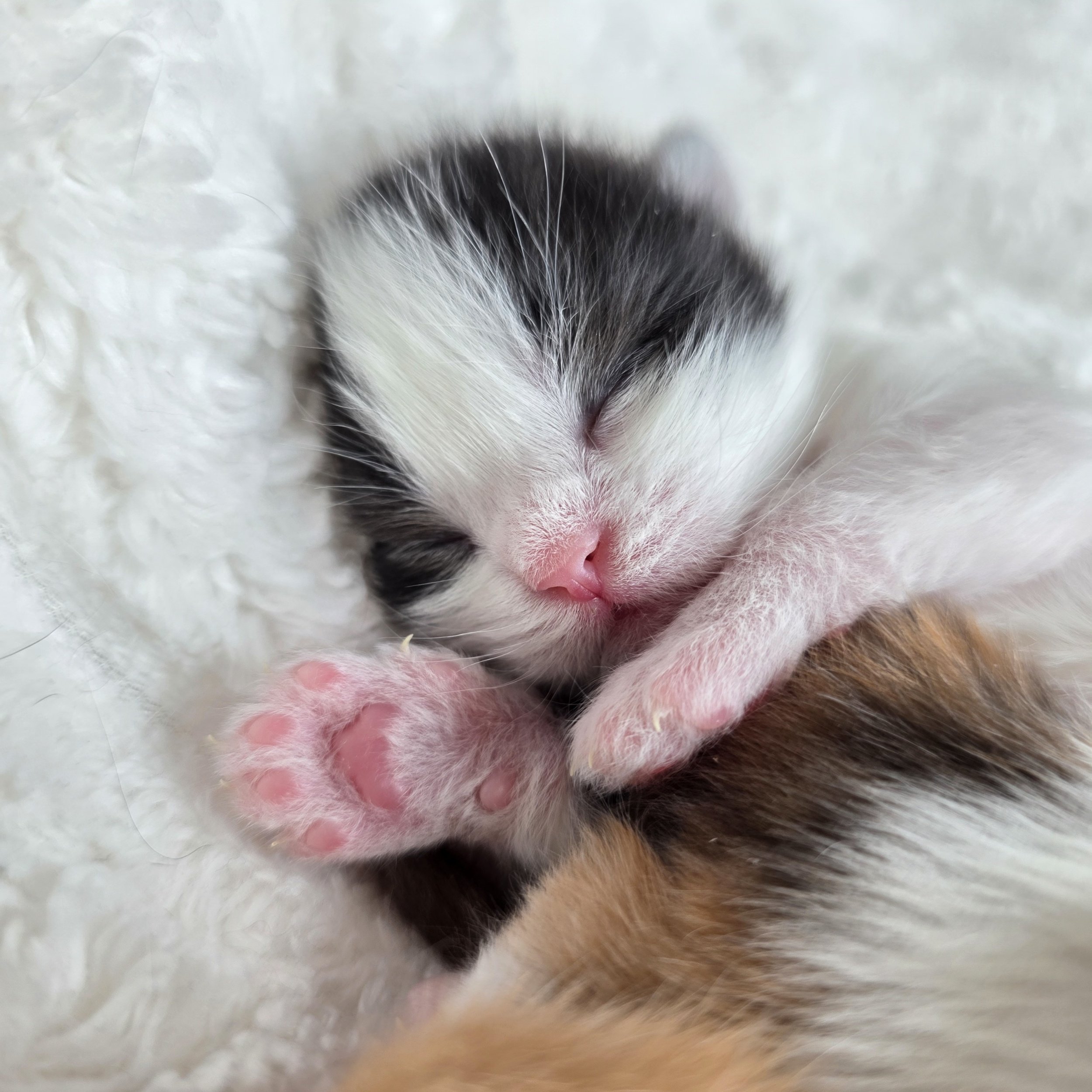 Newborn Scottish Fold kitten — boy — with a solid black coat, resting on a soft, cozy blanket. His tiny folded ears and delicate features make him look especially sweet and cuddly