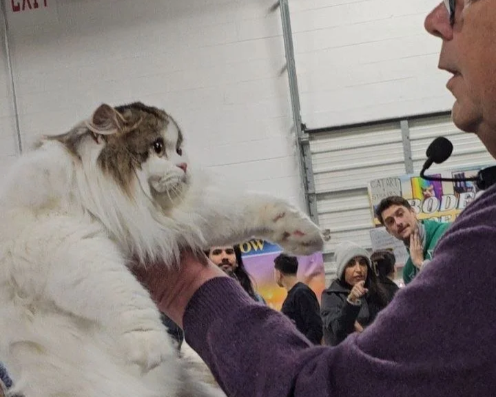 James, a longhair Scottish Fold show cat from BestOfTheBestKittens, posing with a cat show judge during a competition.