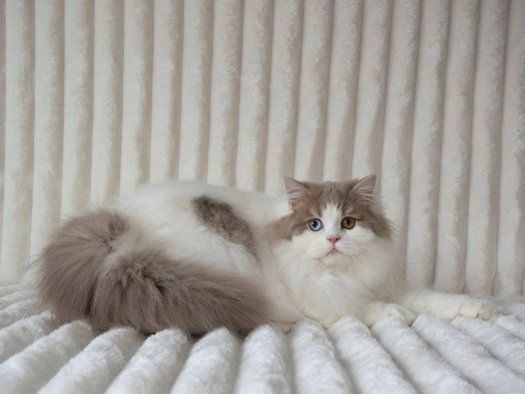 lilac-white-scottish-straight-longhair-male-odd-eyes-best-of-the-best-cattery-lying-down.jpg