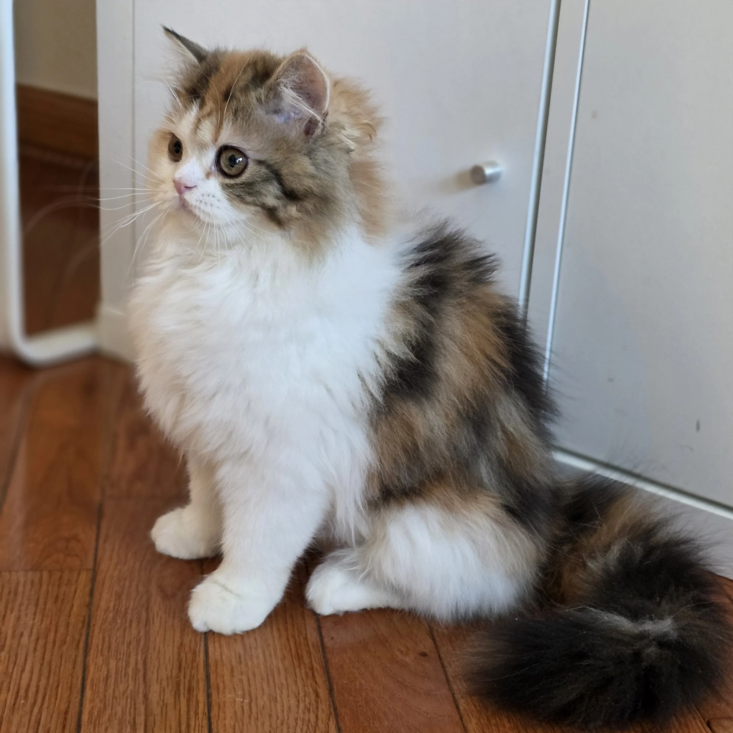 Adorable Scottish Straight Longhair female kitten Zoe with red, black, and white calico coat, sitting on a swing and gazing into the camera.