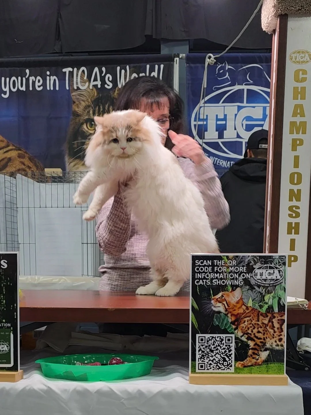 A woman holds a large, fluffy white cat at an indoor cat show with banners and signs in the background, including a QR code for more information about cats.
