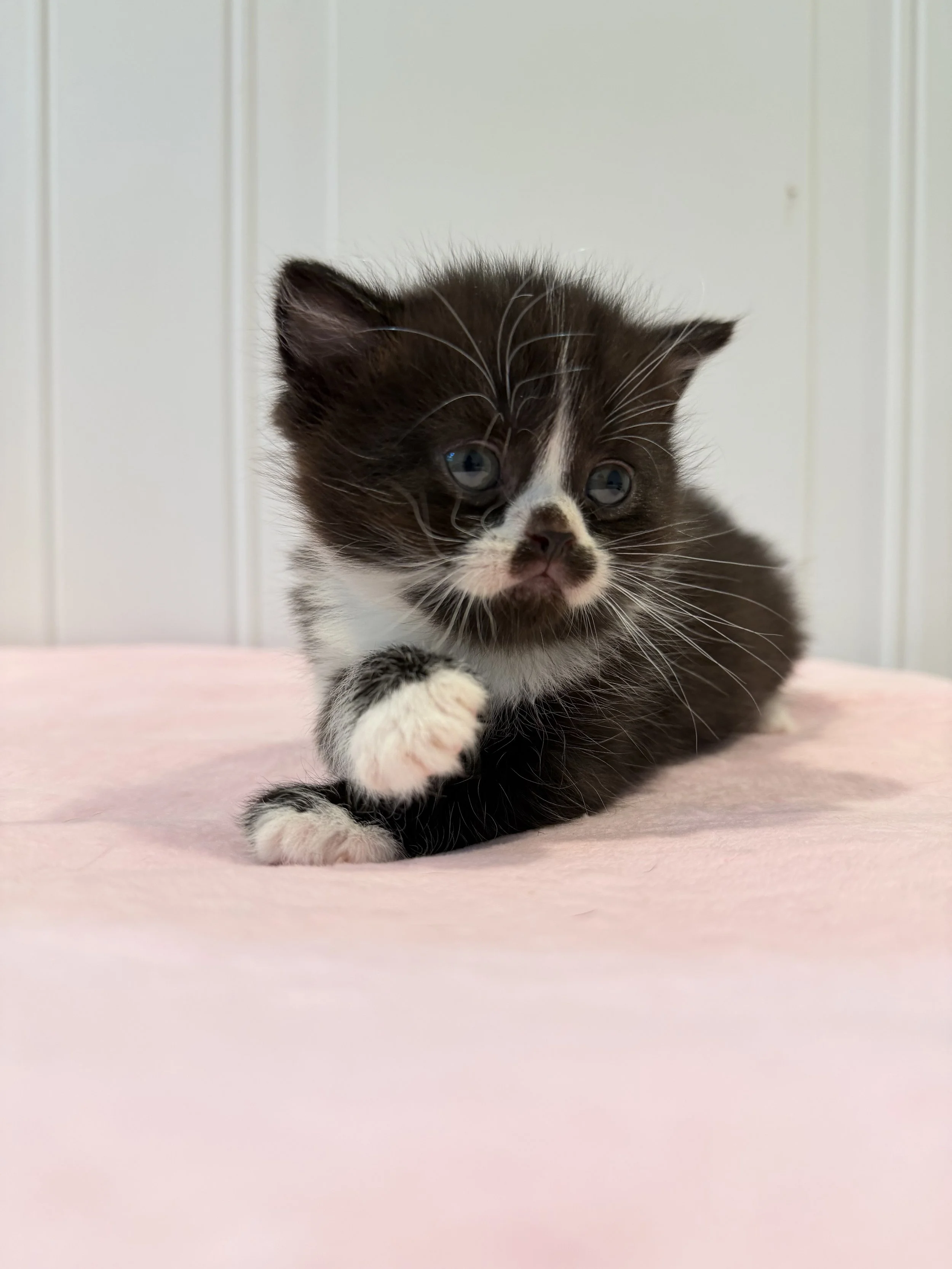 Enzo – Black & White Bicolor Scottish Straight Male Kitten