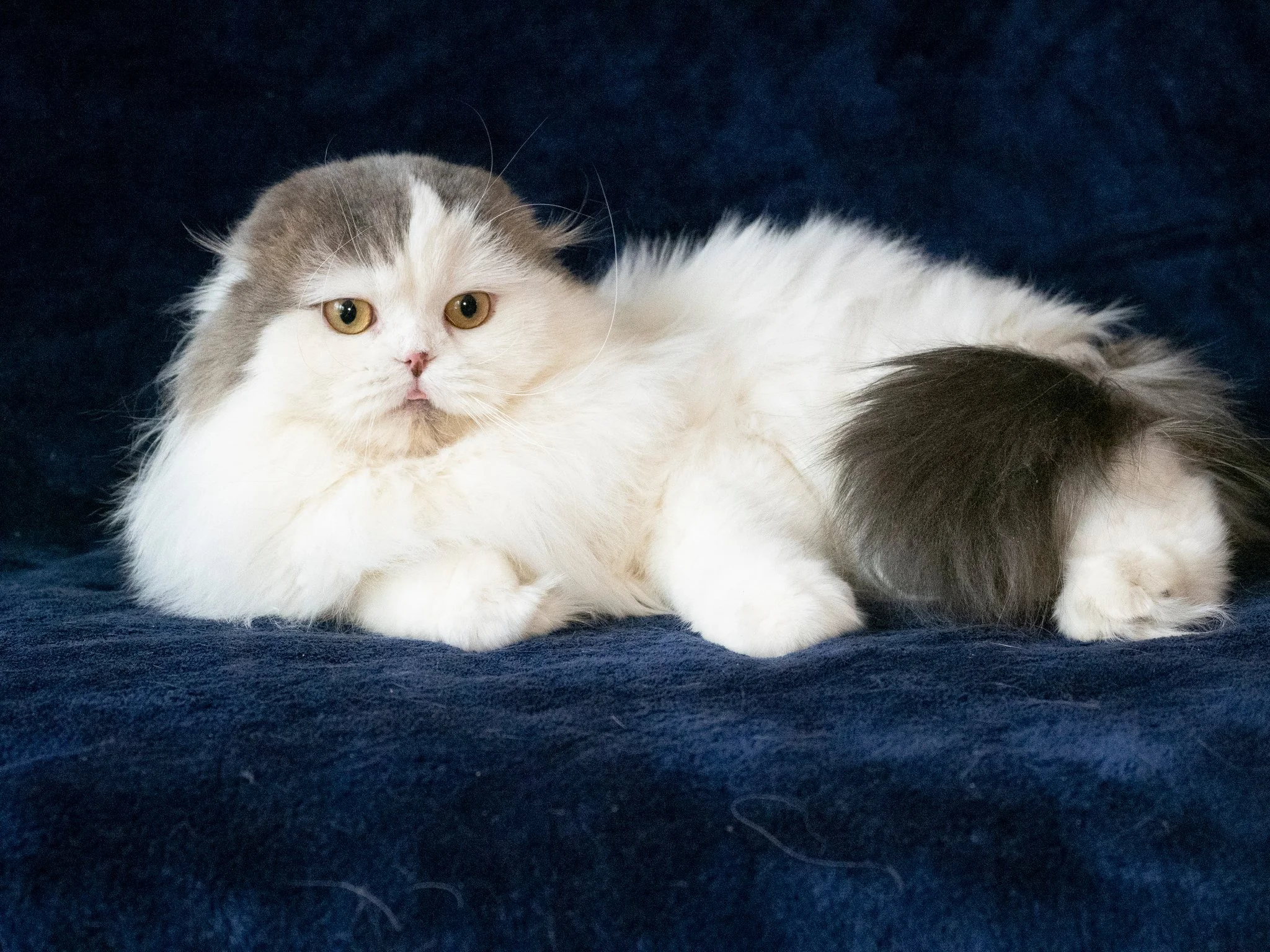 Blue scottish fold male cat resting on blanket