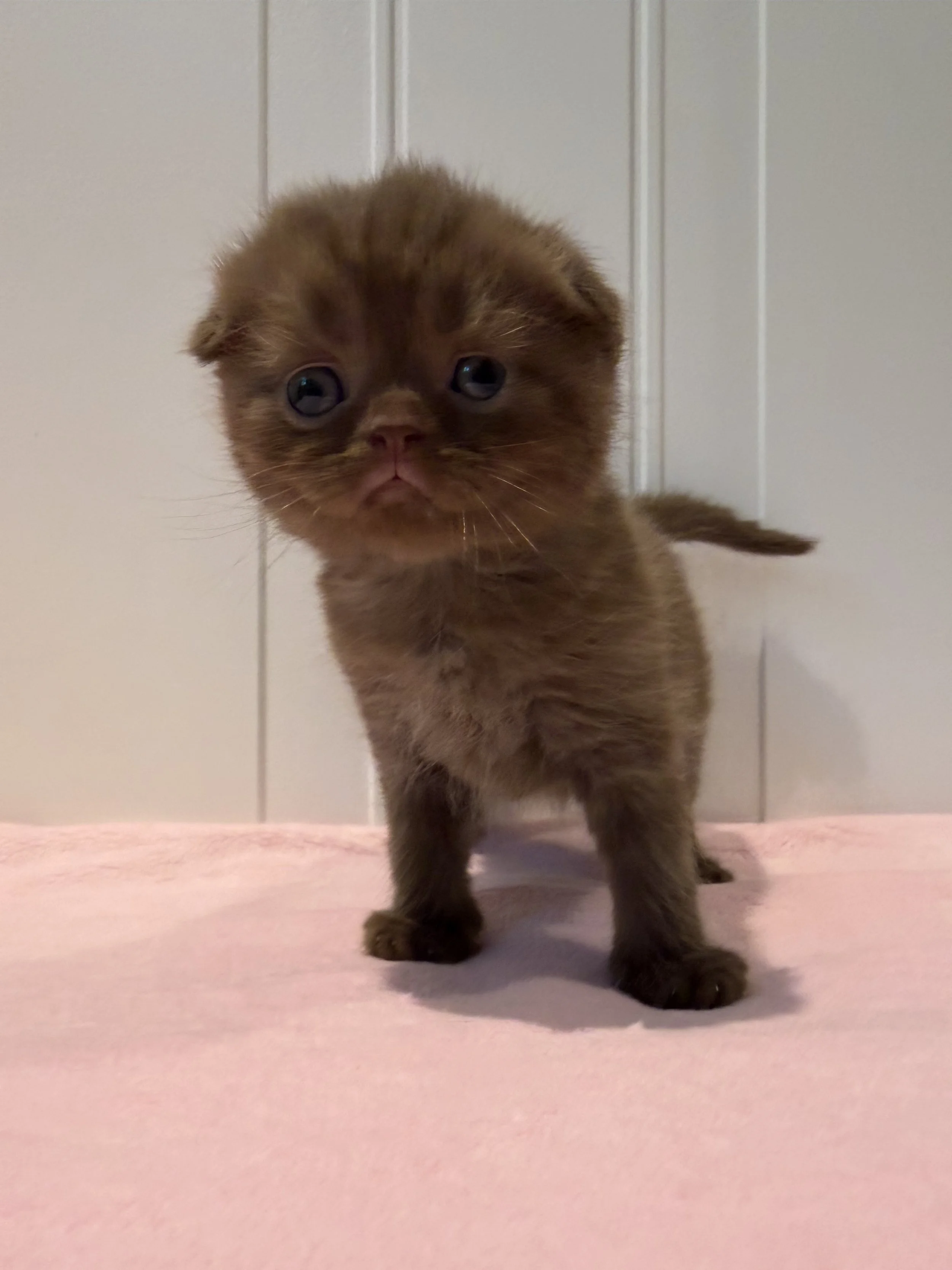 Eclair – Solid Chocolate Scottish Fold Male Kitten