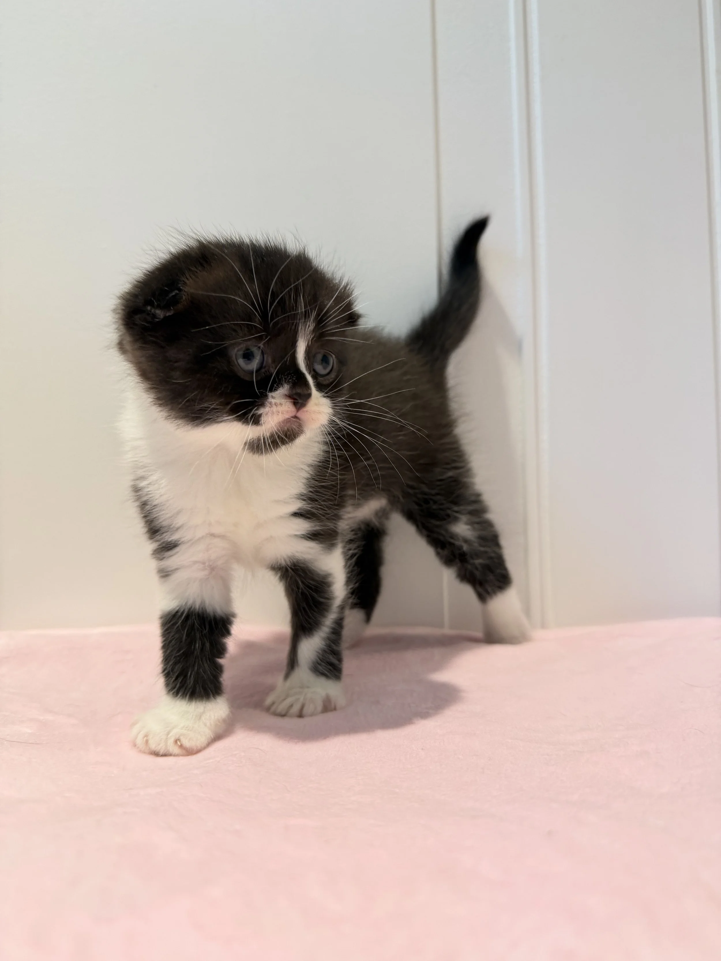 Ebony, beautiful black and white Scottish Fold female kitten from our Christmas 2026 litter at BestOfTheBestKittens.