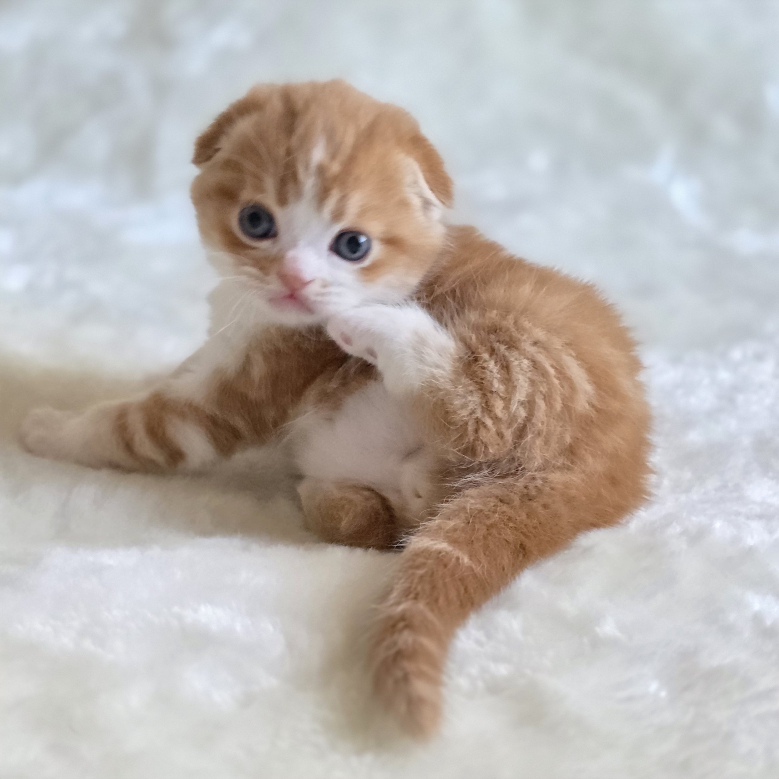 processed_Scottish fold red kitten short hair .jpg