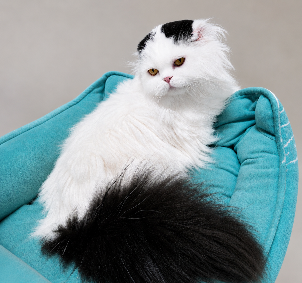 Rikki, black and white Scottish Fold Longhair male cat with folded ears and a fluffy coat