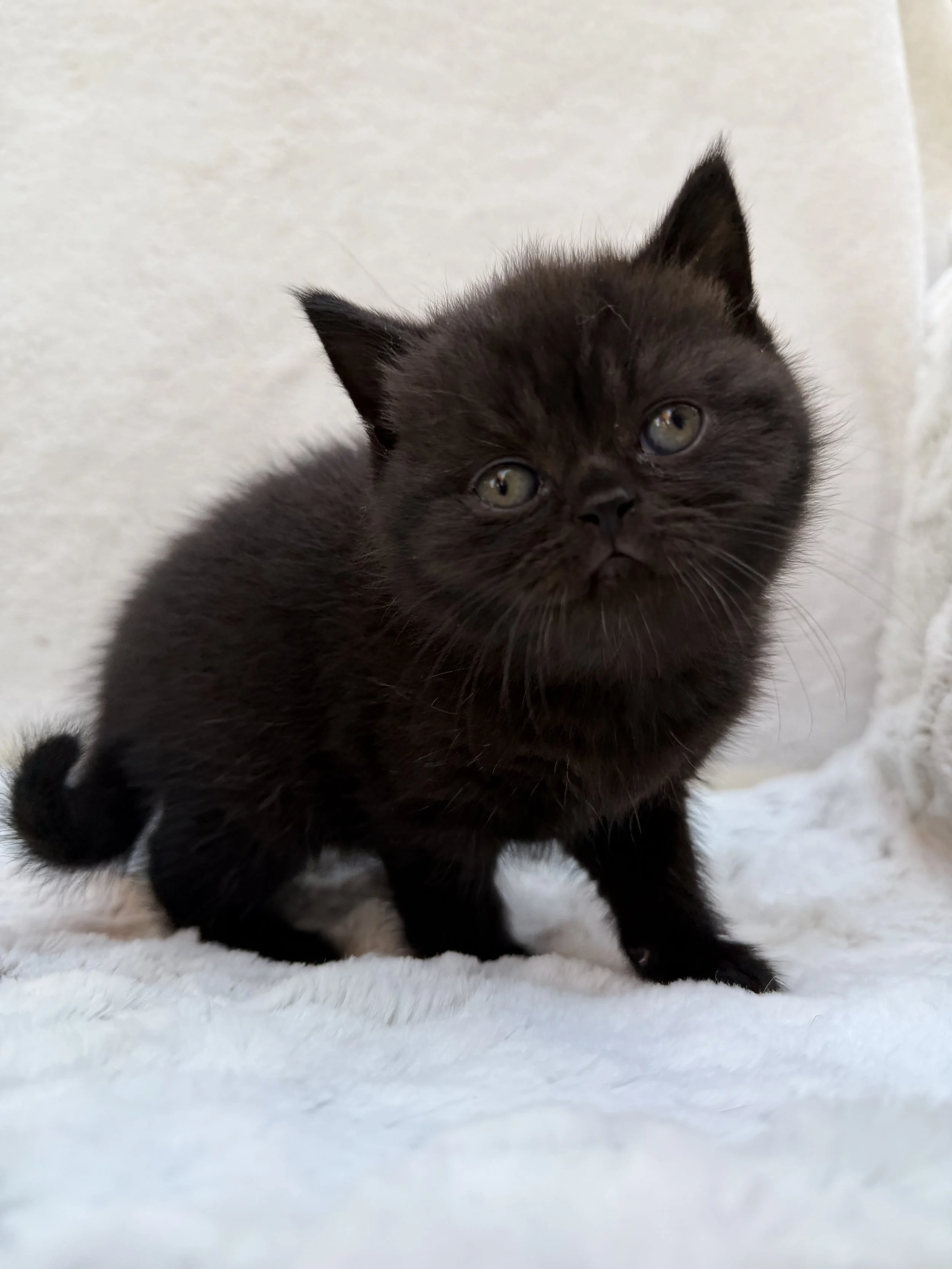 Grace, a beautiful solid black British Shorthair female kitten with a plush black coat and round face at BestOfTheBestKittens in Pennsylvania.