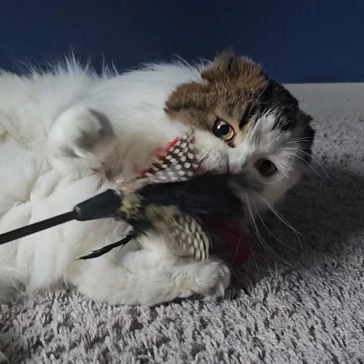 Nessy – Female, Scottish Fold Longhair