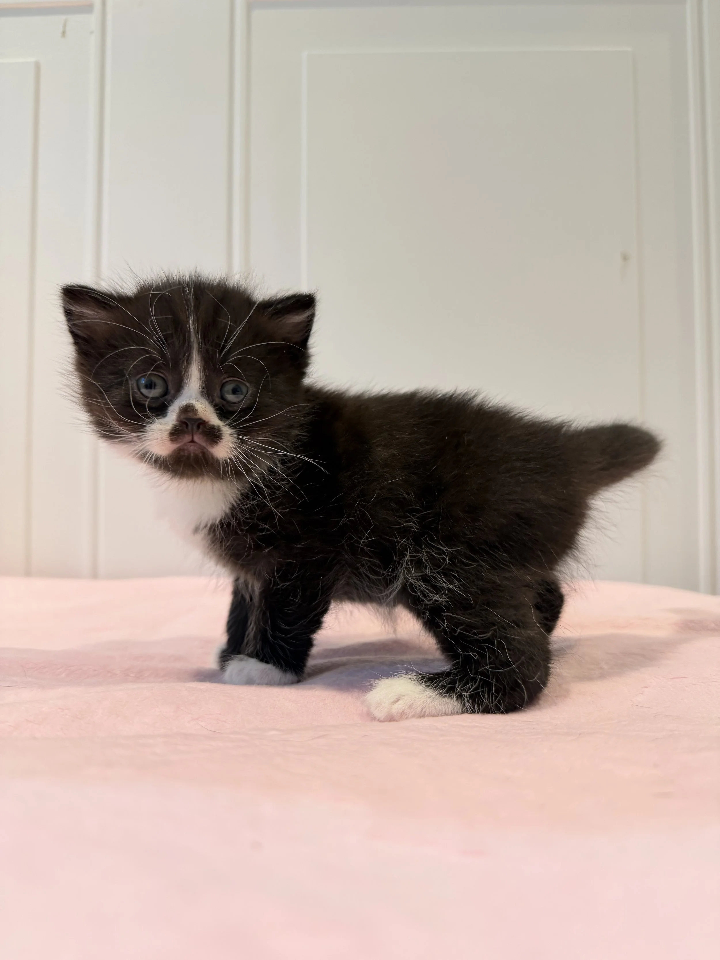 Enzo, adorable black and white Scottish Straight kitten from our Christmas 2026 litter at BestOfTheBestKittens.