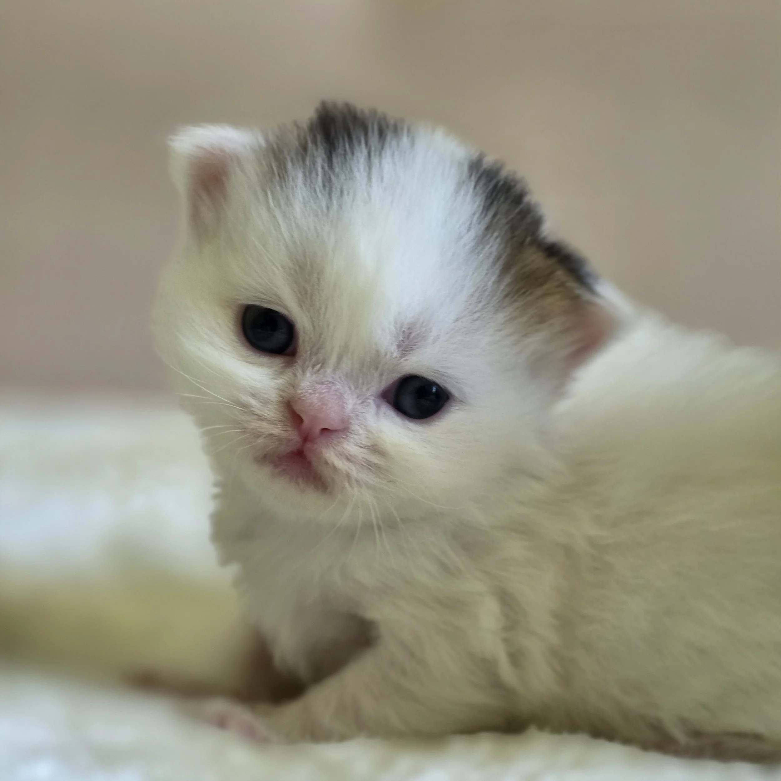 Close-up portrait of Cotton, Scottish Straight Longhair male kitten, showing expressive eyes, soft fur, and a sweet face.