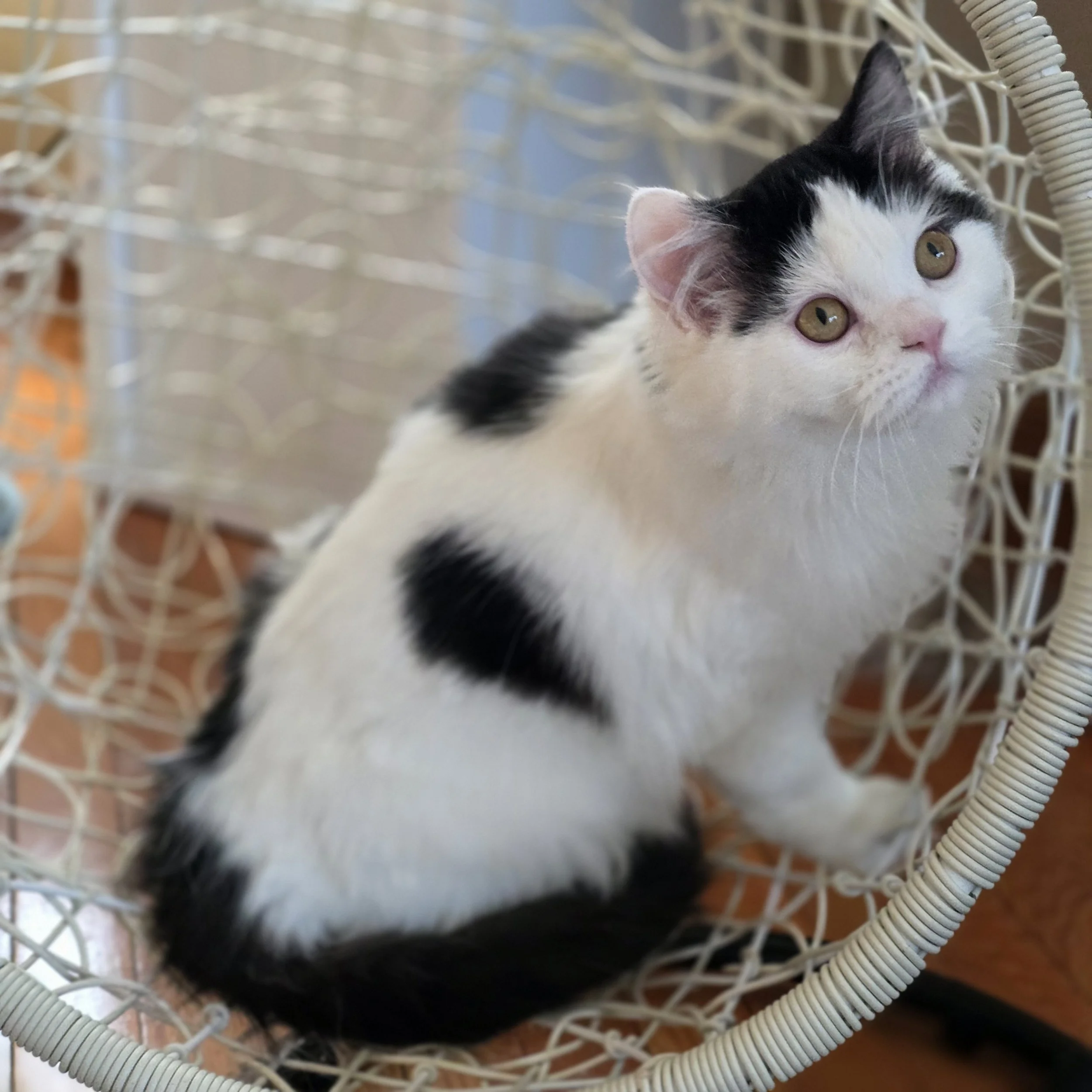 Handsome black bicolor Scottish Straight Longhair male kitten, sitting upright on a swing and gazing into the camera.