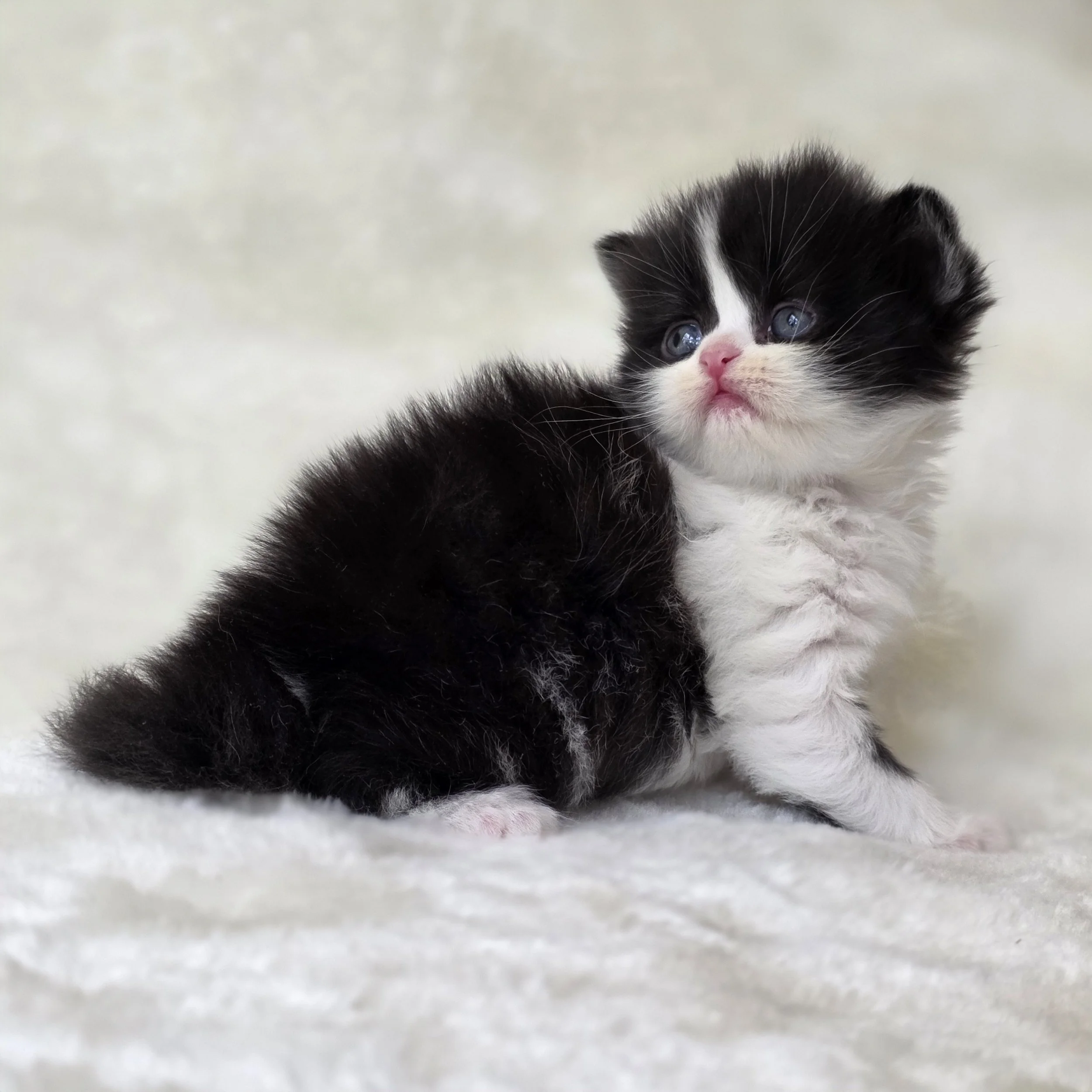 Crystal, black and white Scottish Straight Longhair kitten displaying her elegant proportions, fluffy tail, and striking coat pattern.