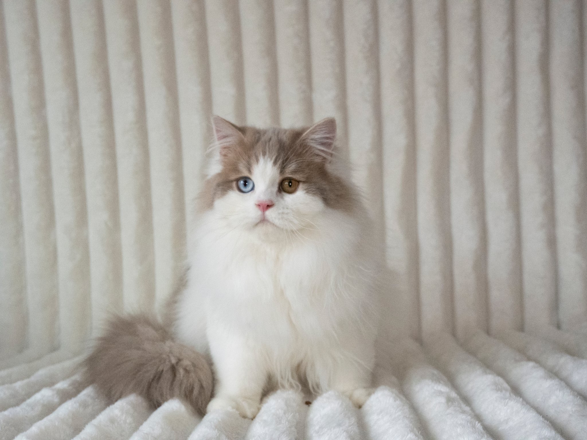 lilac-white-scottish-straight-longhair-male-odd-eyes-best-of-the-best-cattery-sitting.jpg