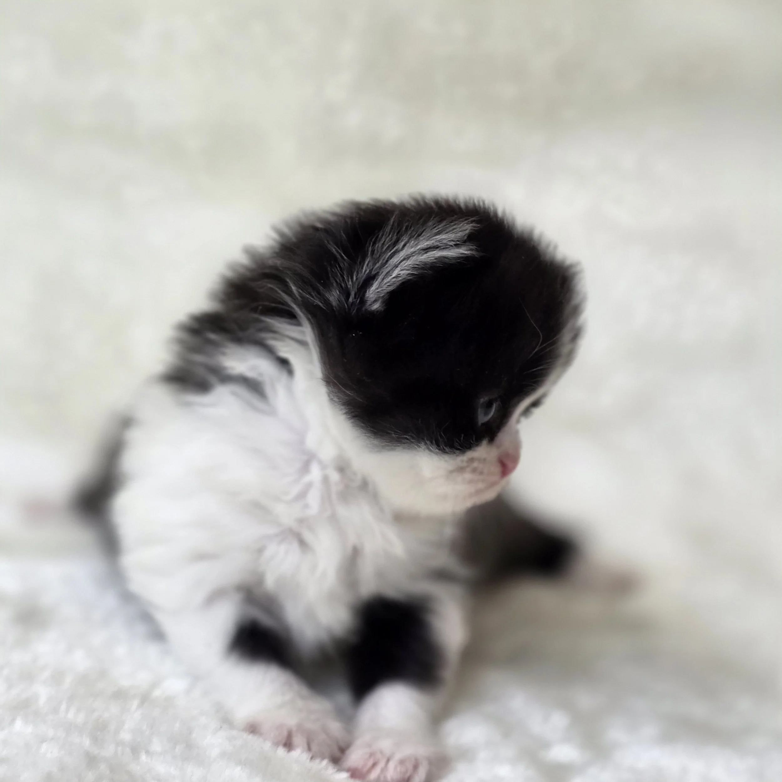 Profile view of Crystal, black and white Scottish Straight Longhair kitten, highlighting her rounded muzzle, gentle expression, and beautiful facial features.