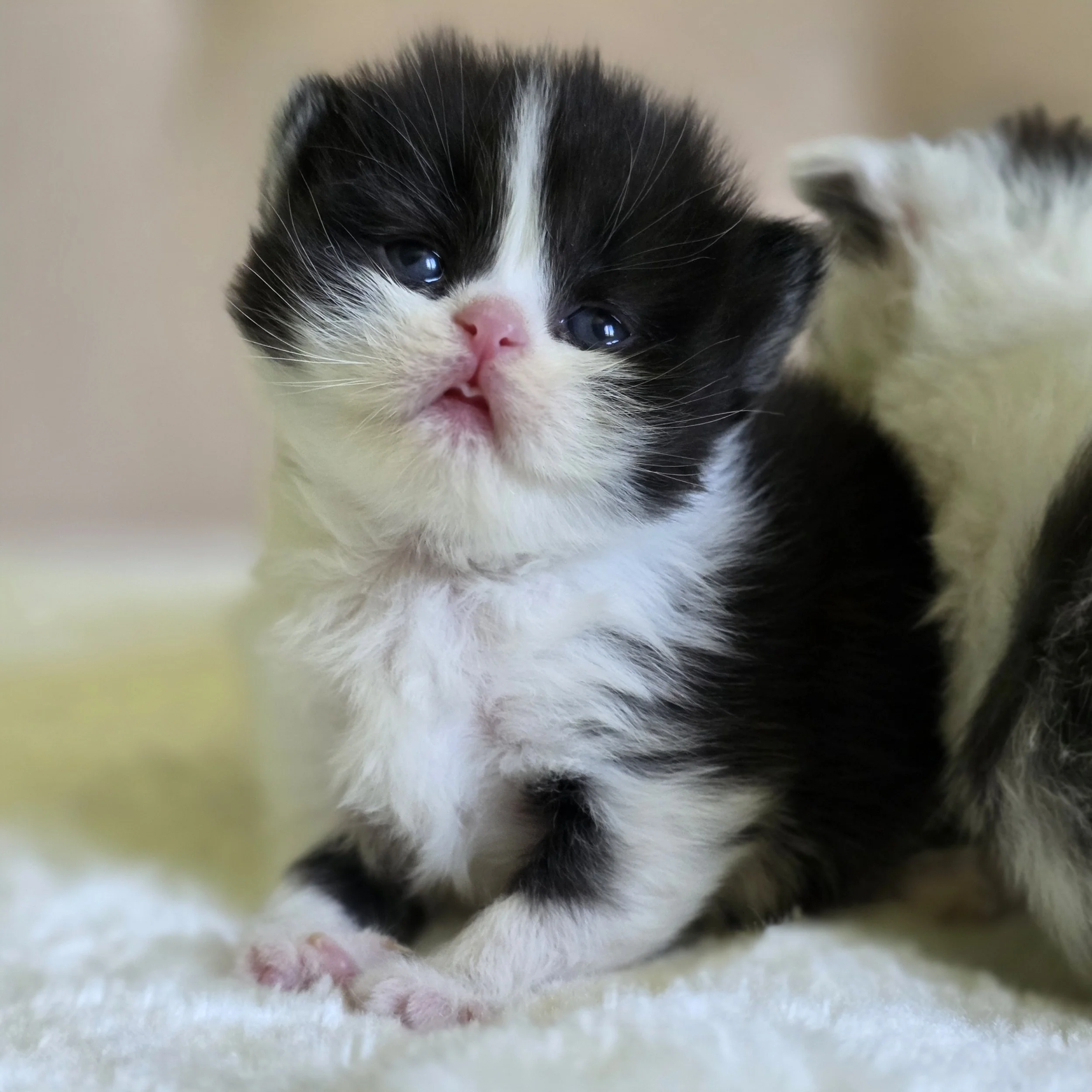 Crystal, black and white bicolor Scottish Straight Longhair female kitten sitting and looking directly at the camera with a sweet expression and fluffy coat.