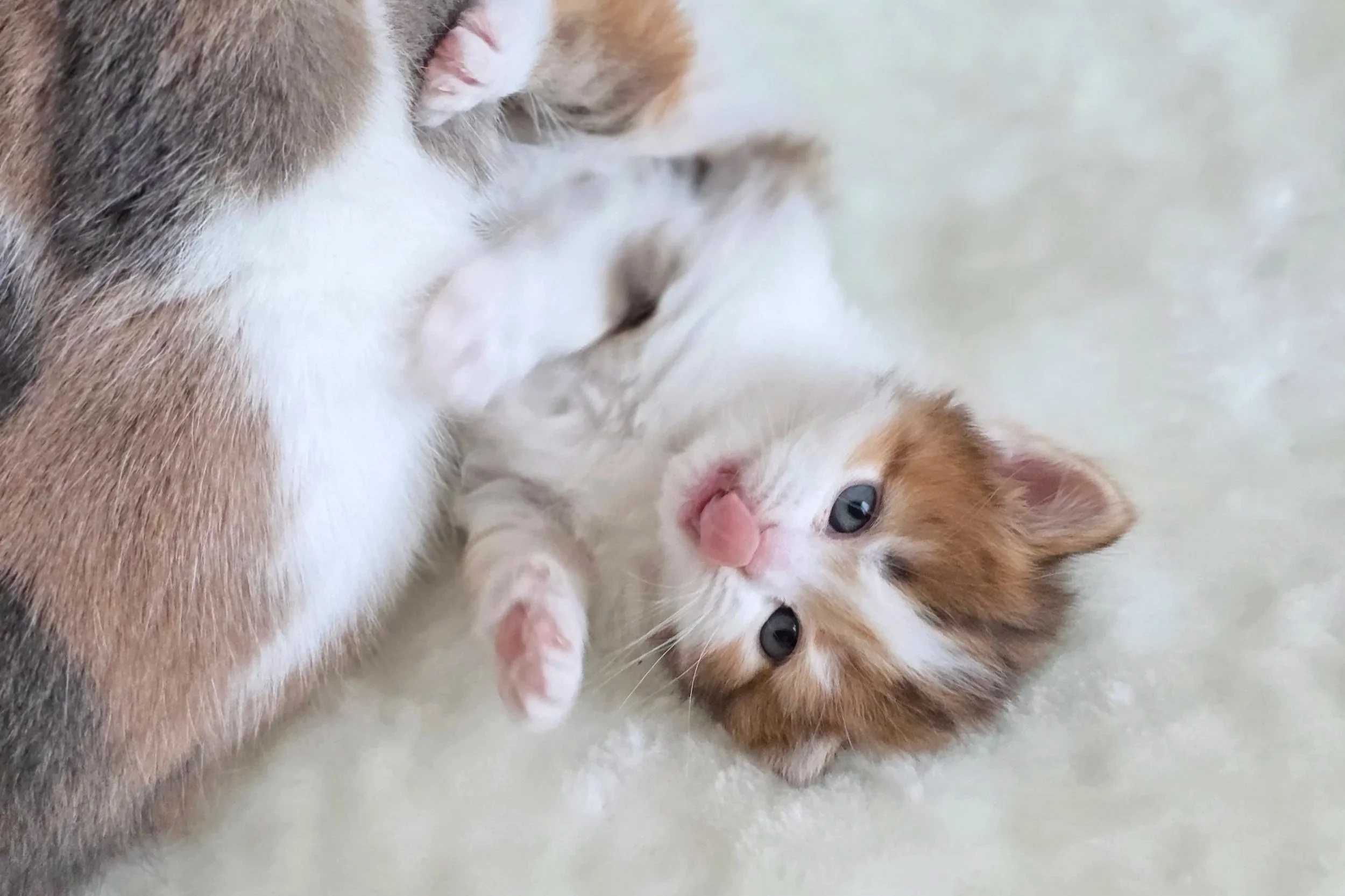 Top Mistakes New Kitten Owners Make