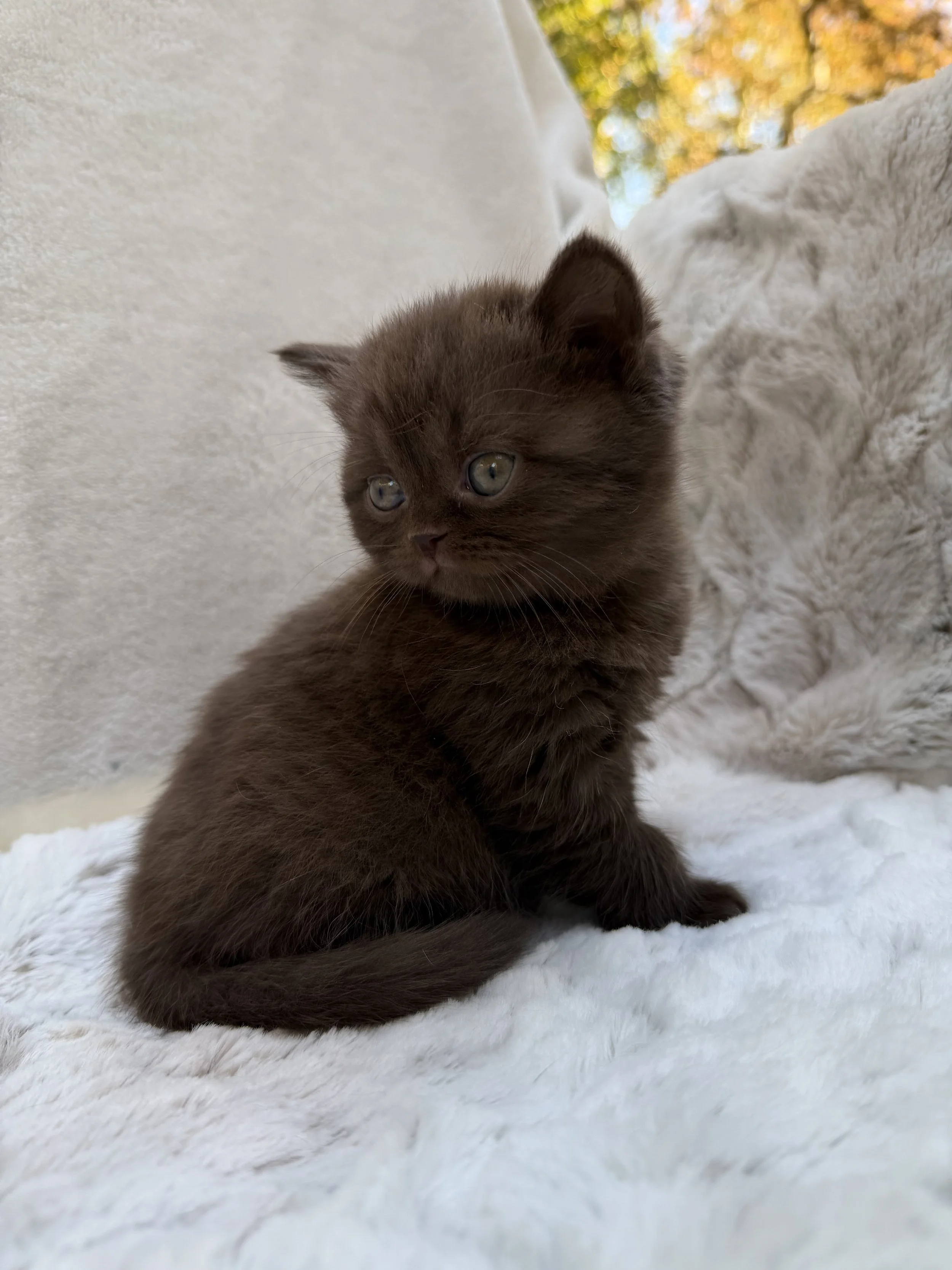Adorable chocolate British Shorthair girl Godiva from Litter G, born September 19, 2026, with plush fur, full cheeks, and small neat ears.