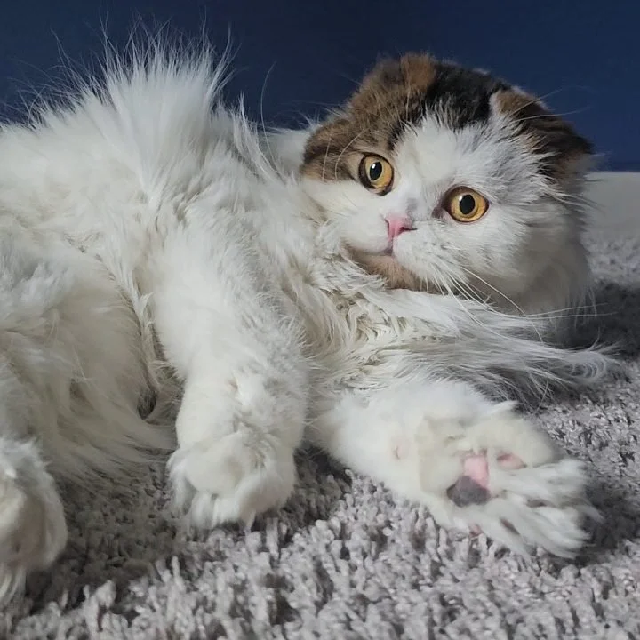 Affectionate adult brown and white tabby Scottish Fold Longhair female, resting while laying down and gazing into the camera.