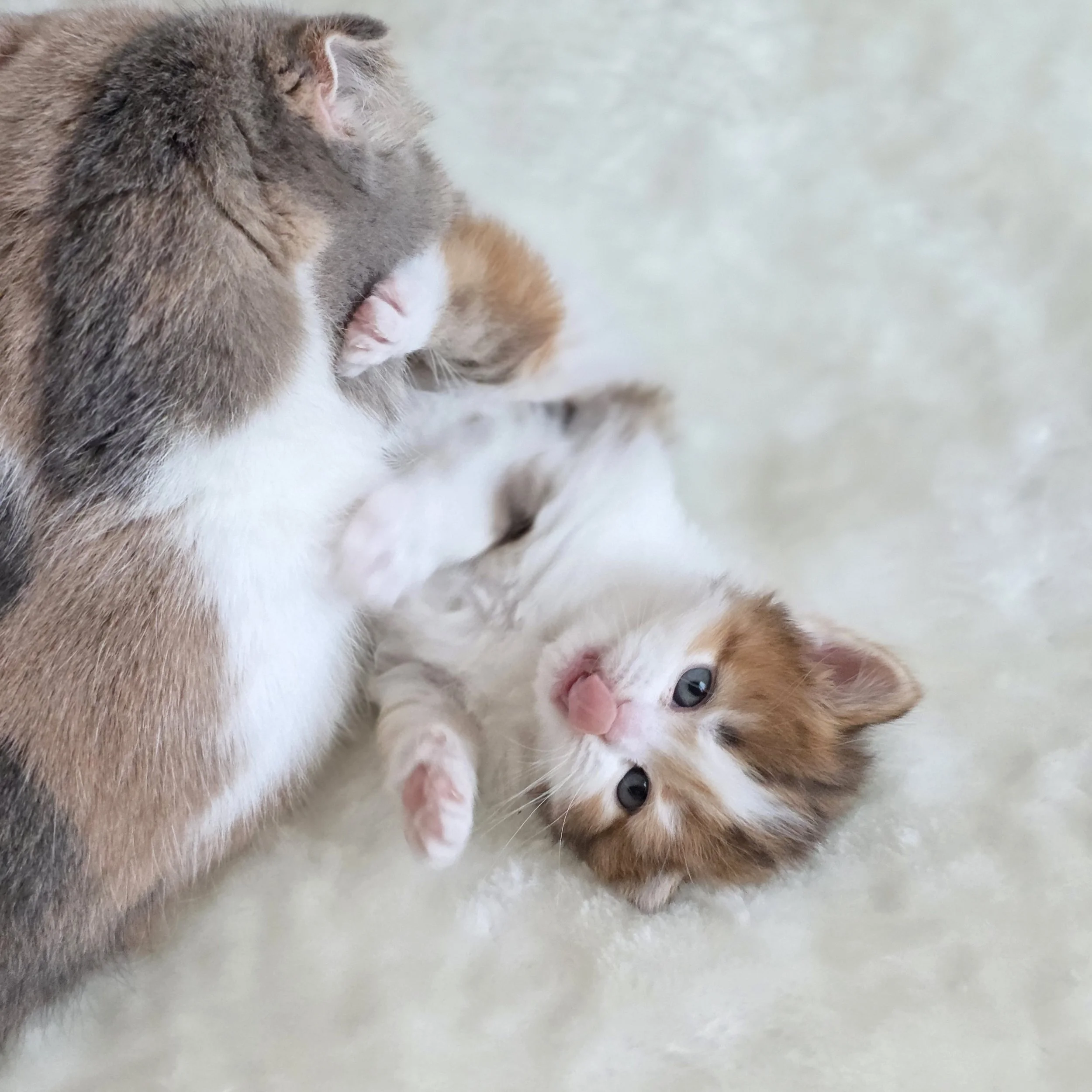 processed_Scottish straight chocolate longhair .jpg