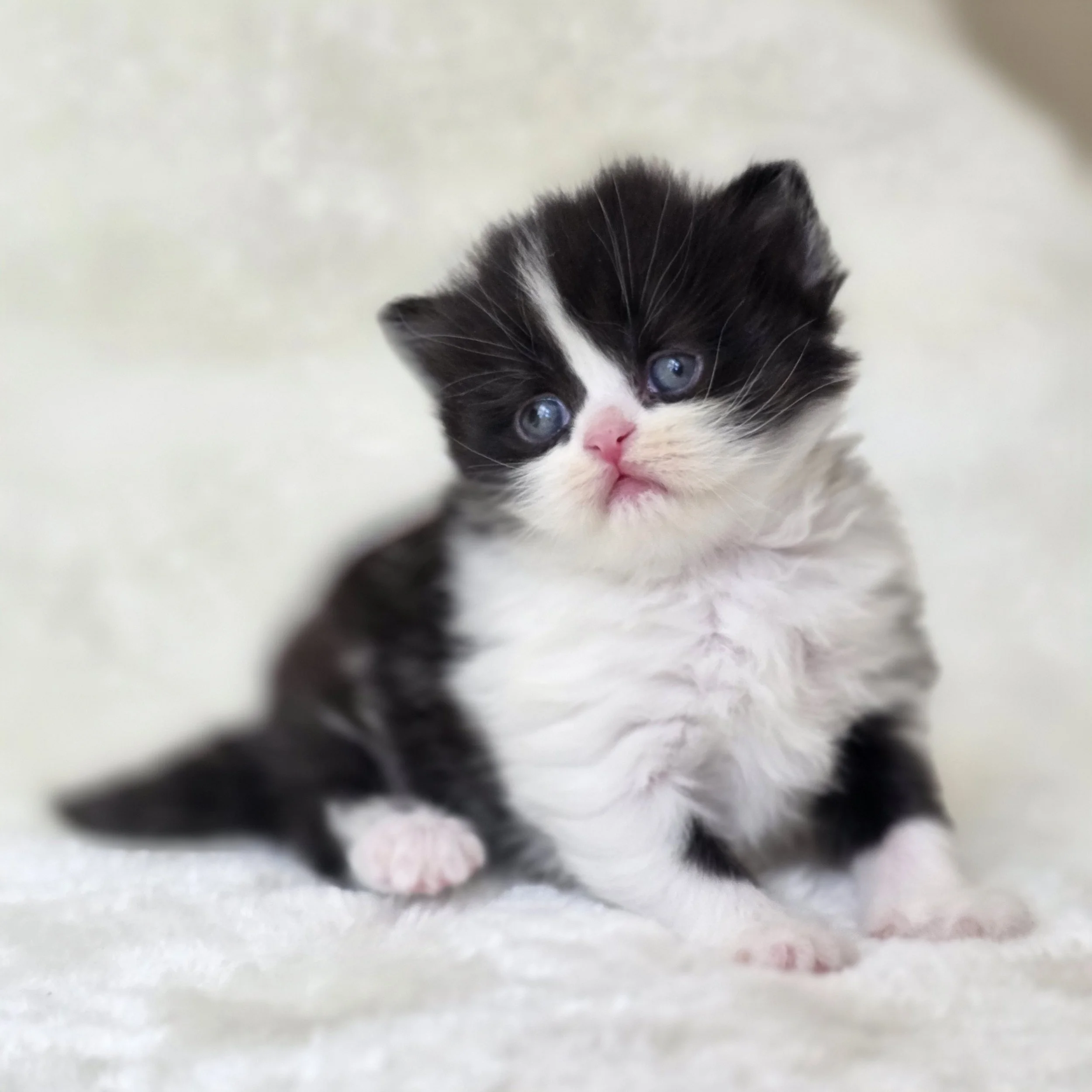 Full-body profile of Crystal, Scottish Straight Longhair female kitten showing her fluffy coat, balanced structure, and black and white bicolor markings.