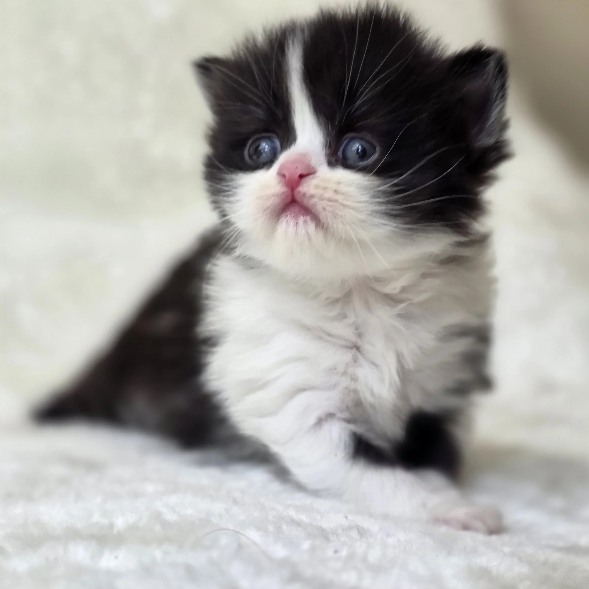 How to Choose the Right Kitten for Your Family