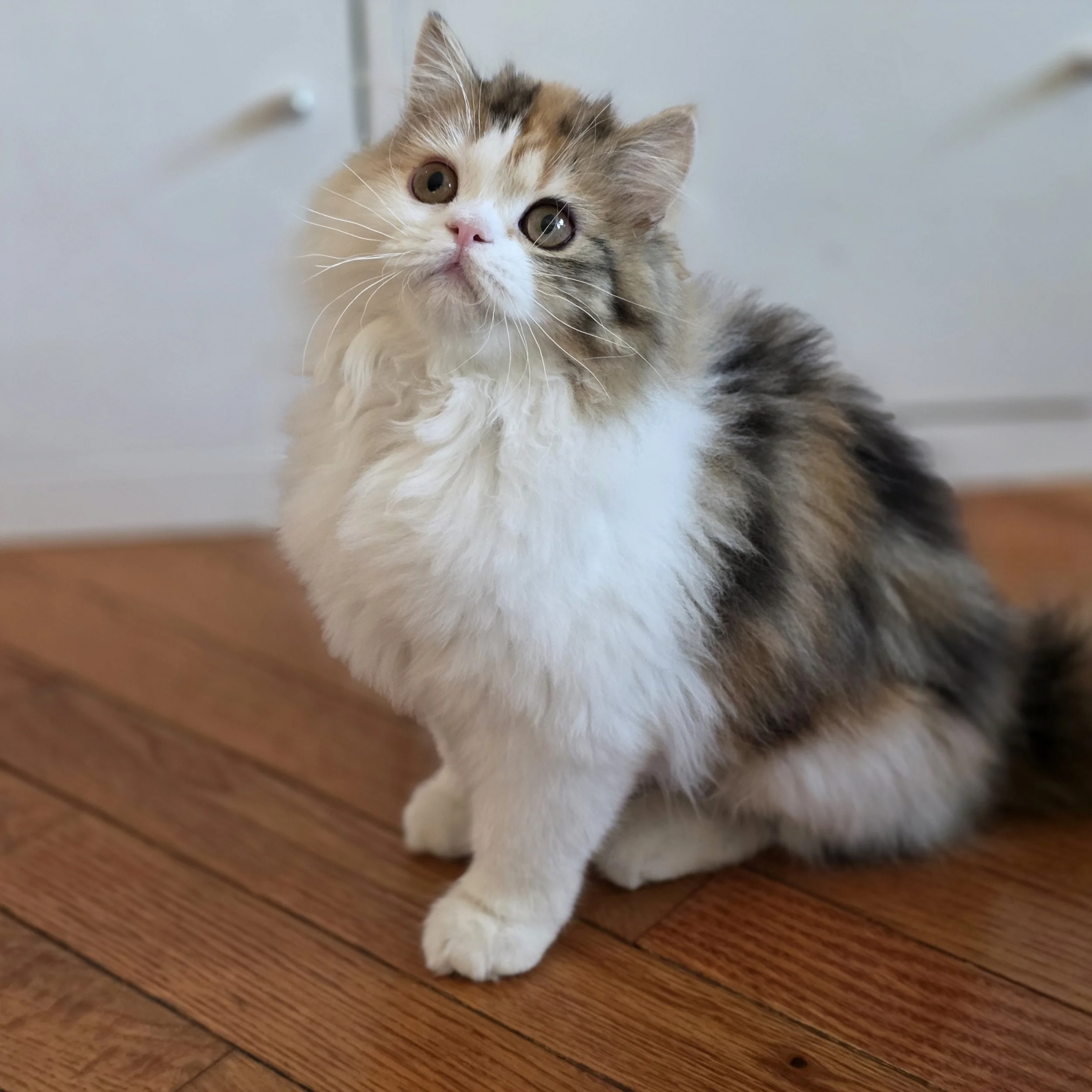 Zoe, a young calico tabby Scottish Straight Longhair female, sitting on a swing and looking at the camera.