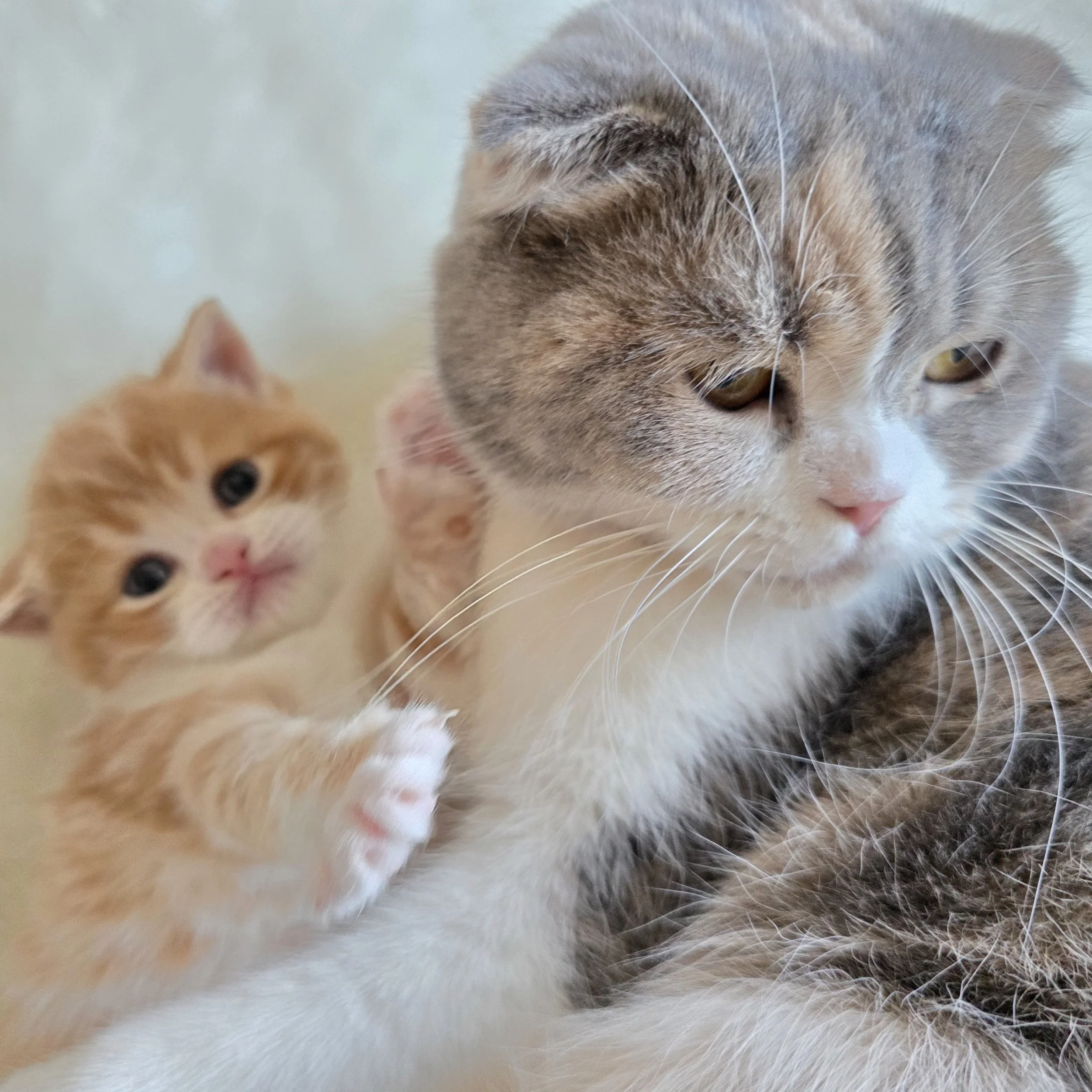 processed_Scottish fold and Scottish straight (1).jpg