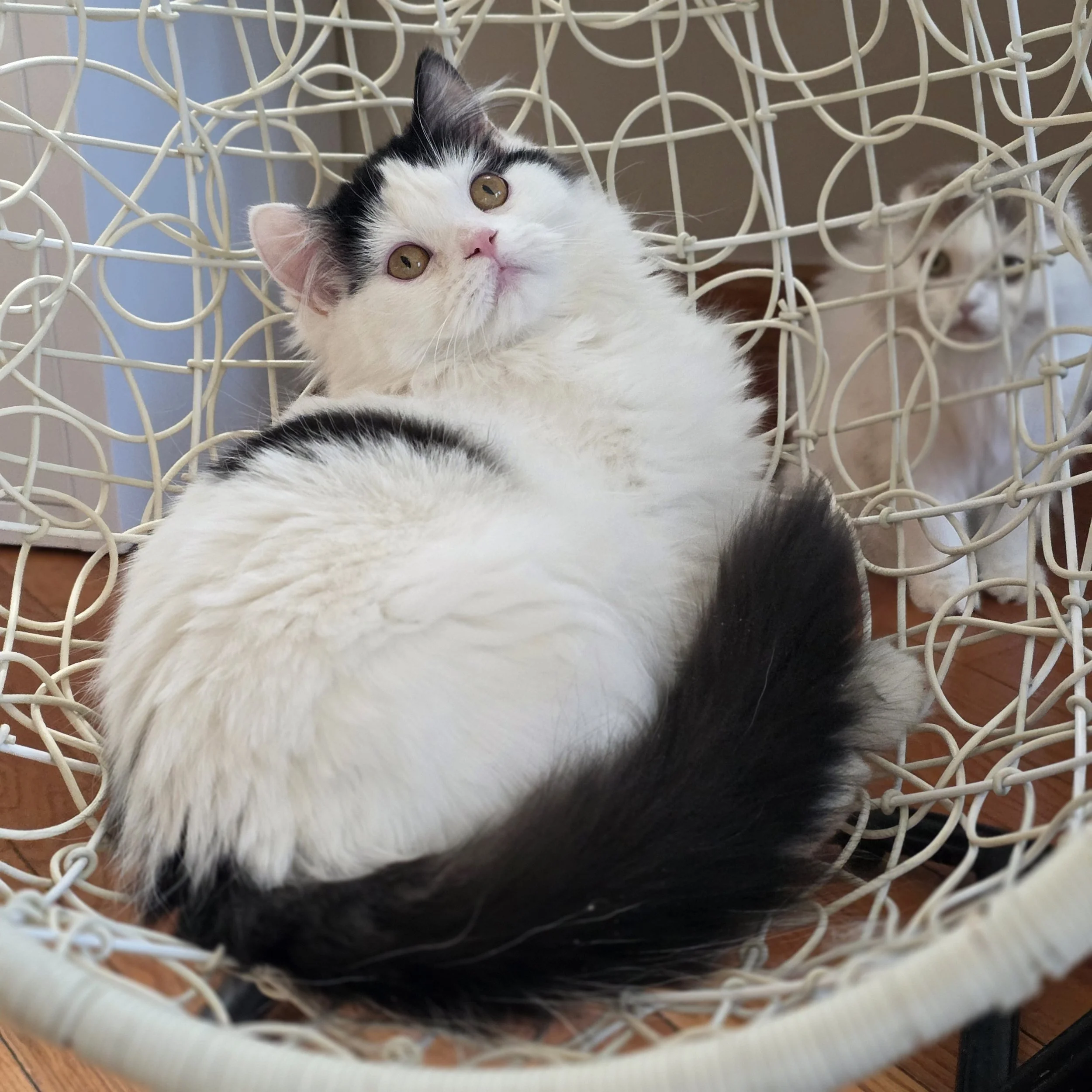 Yan- Male Scottish Straight Long Hair