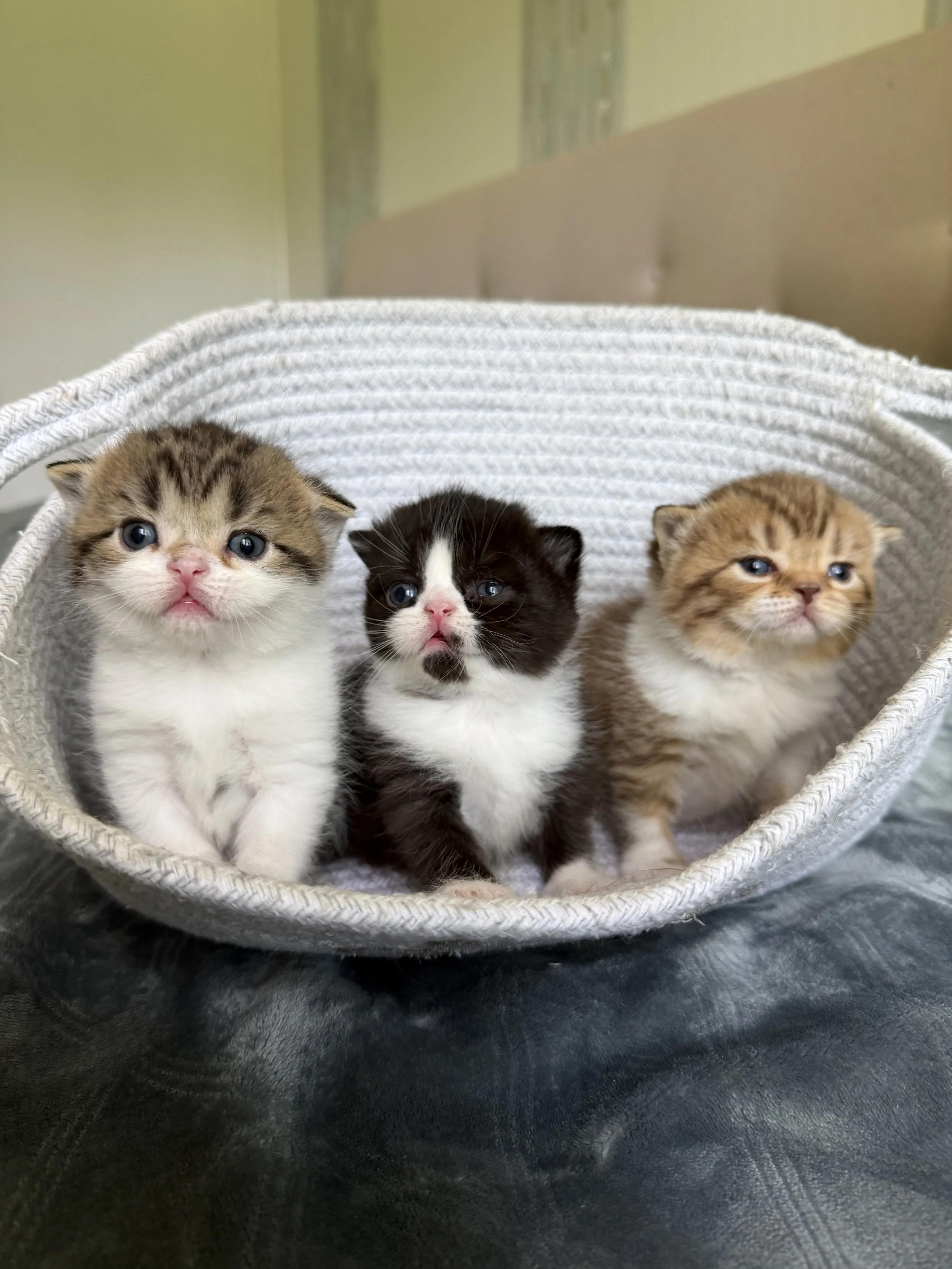Three bicolor Scottish Straight kittens with upright ears and plush coats