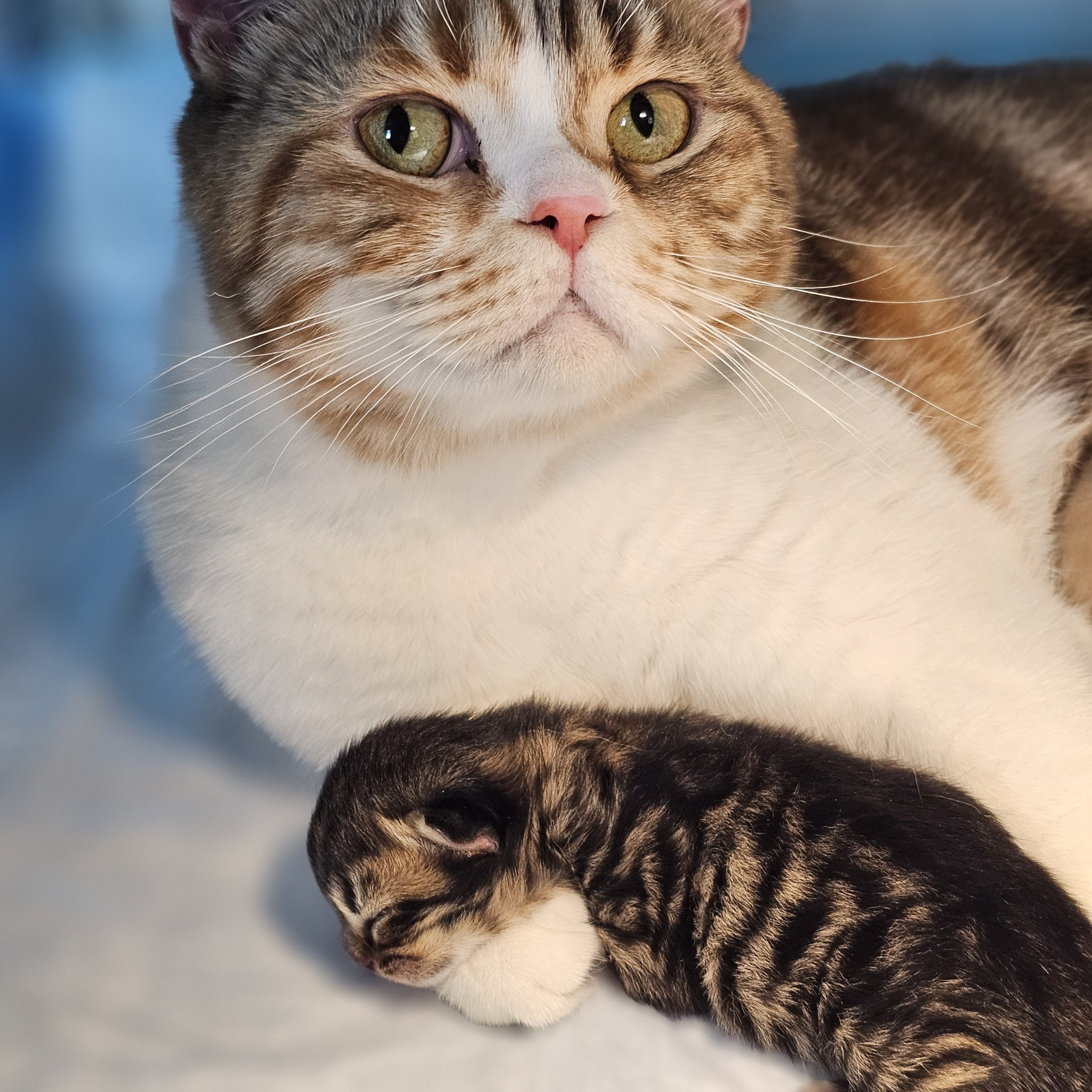 A close-up of a calico cat lying next to a tiny striped kitten, both resting on a soft surface.