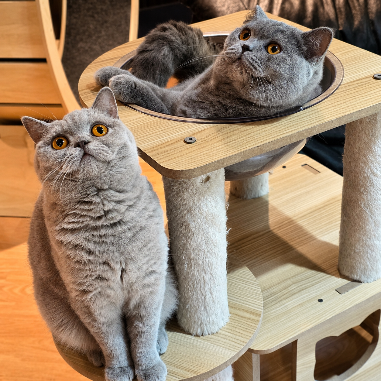 Why Cats Scratch and How to Redirect the Behavior