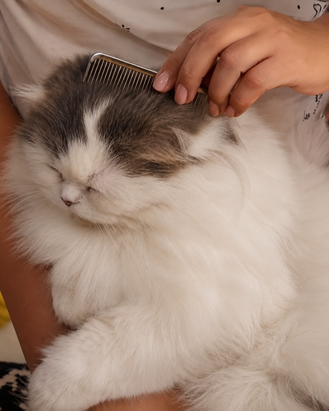 Best Of The Best breeder gently brushing a longhair Scottish Fold cat during a grooming session.